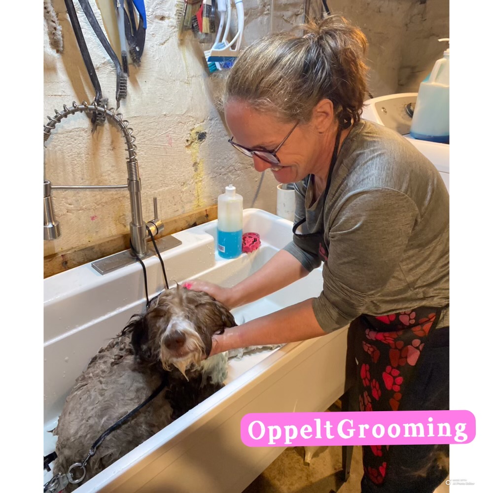 Woman washing a dog in a sink, wearing glasses and apron, with grooming supplies nearby.