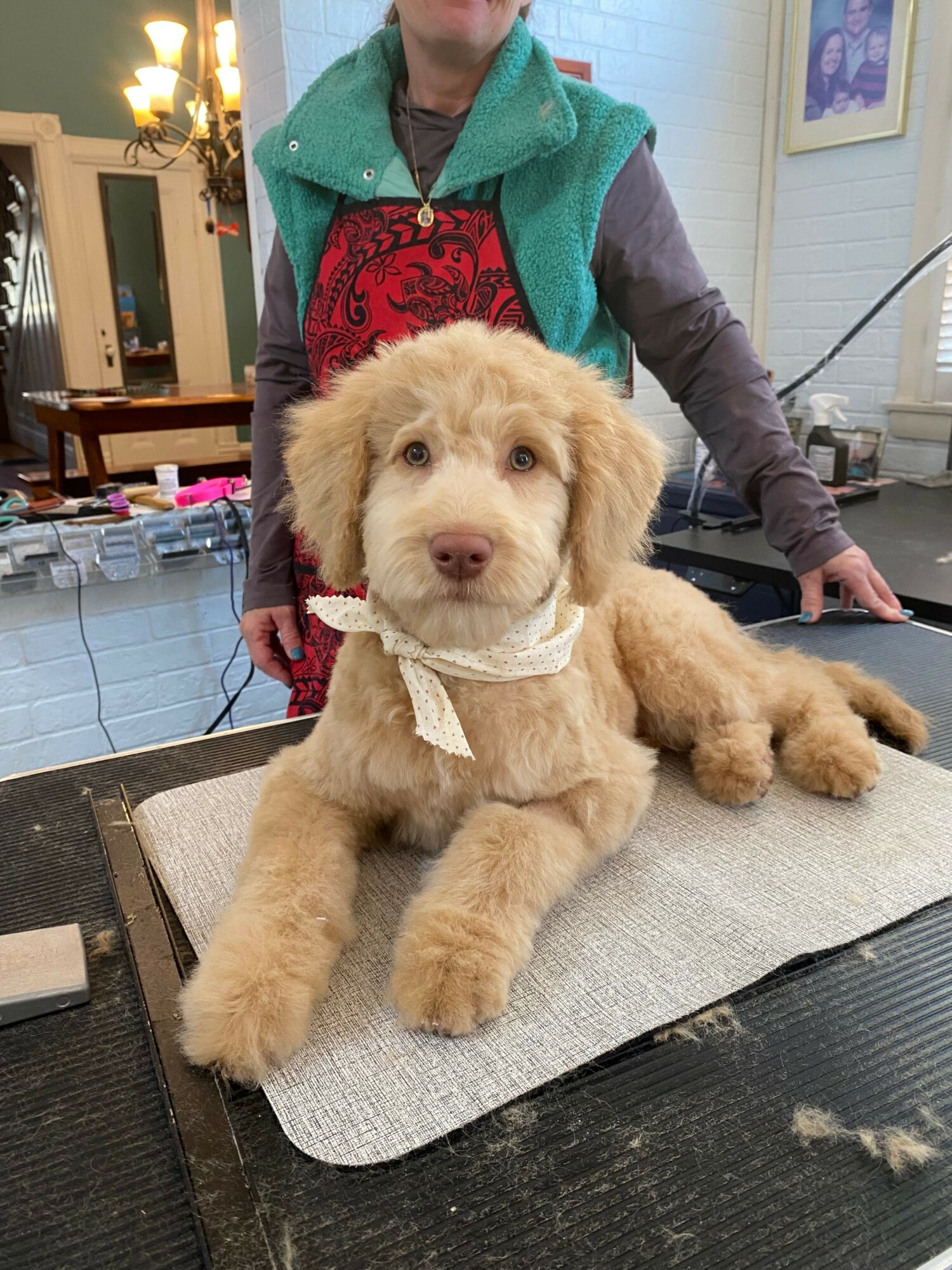 Young person with a green vest and gray sleeves holding a fluffy light brown puppy on a table.