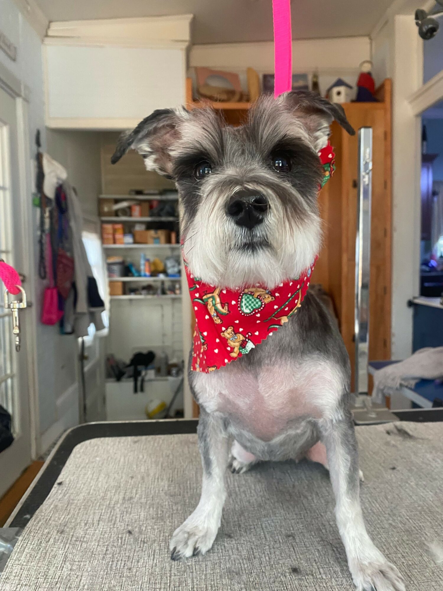 Small dog with a red bandana around its neck, standing on a table indoors.