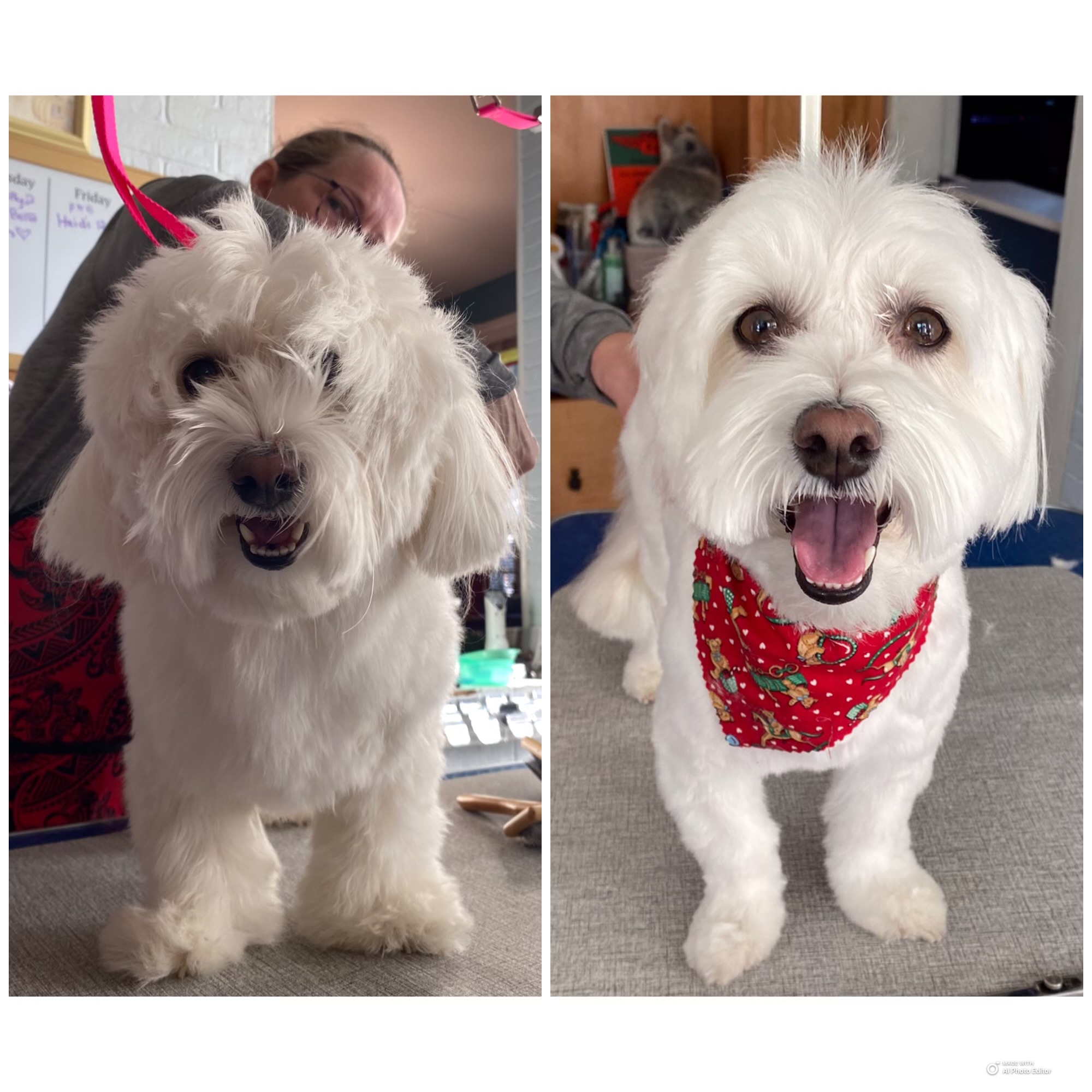 White fluffy dog with a red bandana, smiling, indoors, before and after grooming.