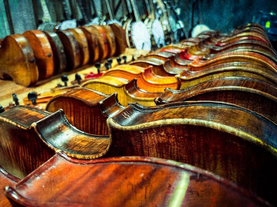 Multiple violins displayed in a row, showing their curved wooden bodies and strings.
