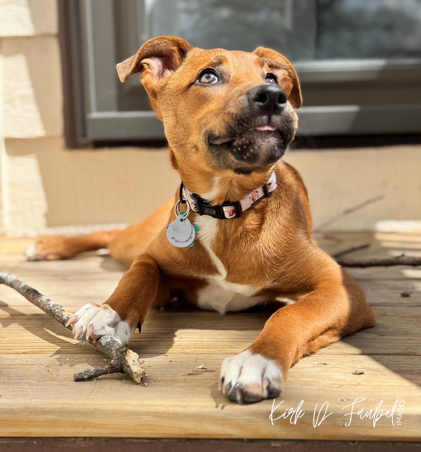 Dog lying on wooden deck holding a stick, looking upward, with a window in the background.