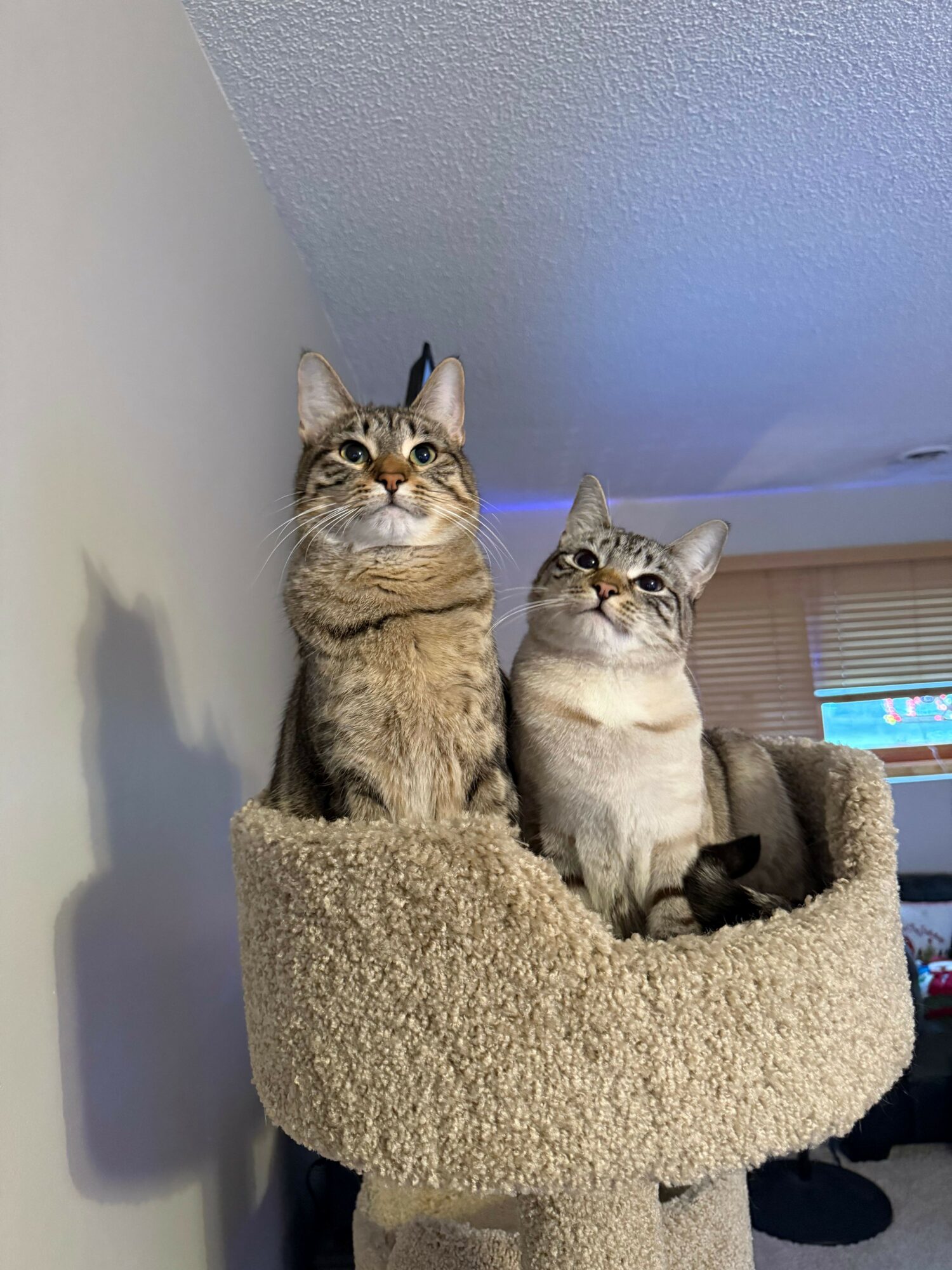 Two cats lying inside a beige, fuzzy cat bed, one looking out and the other partially hidden, on a gray surface.