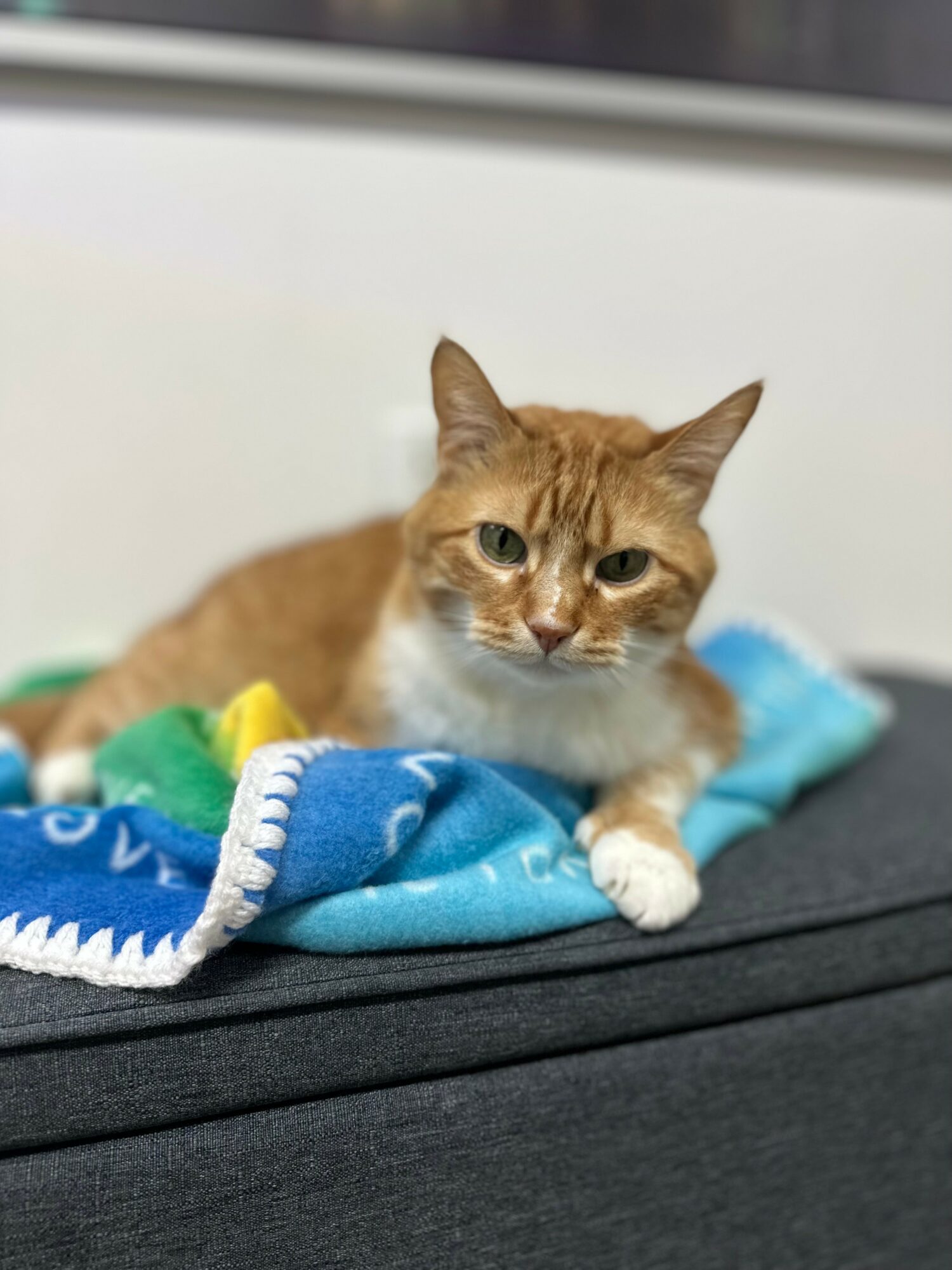 Orange and white cat lying on a colorful blanket, looking at the camera, on a black surface.
