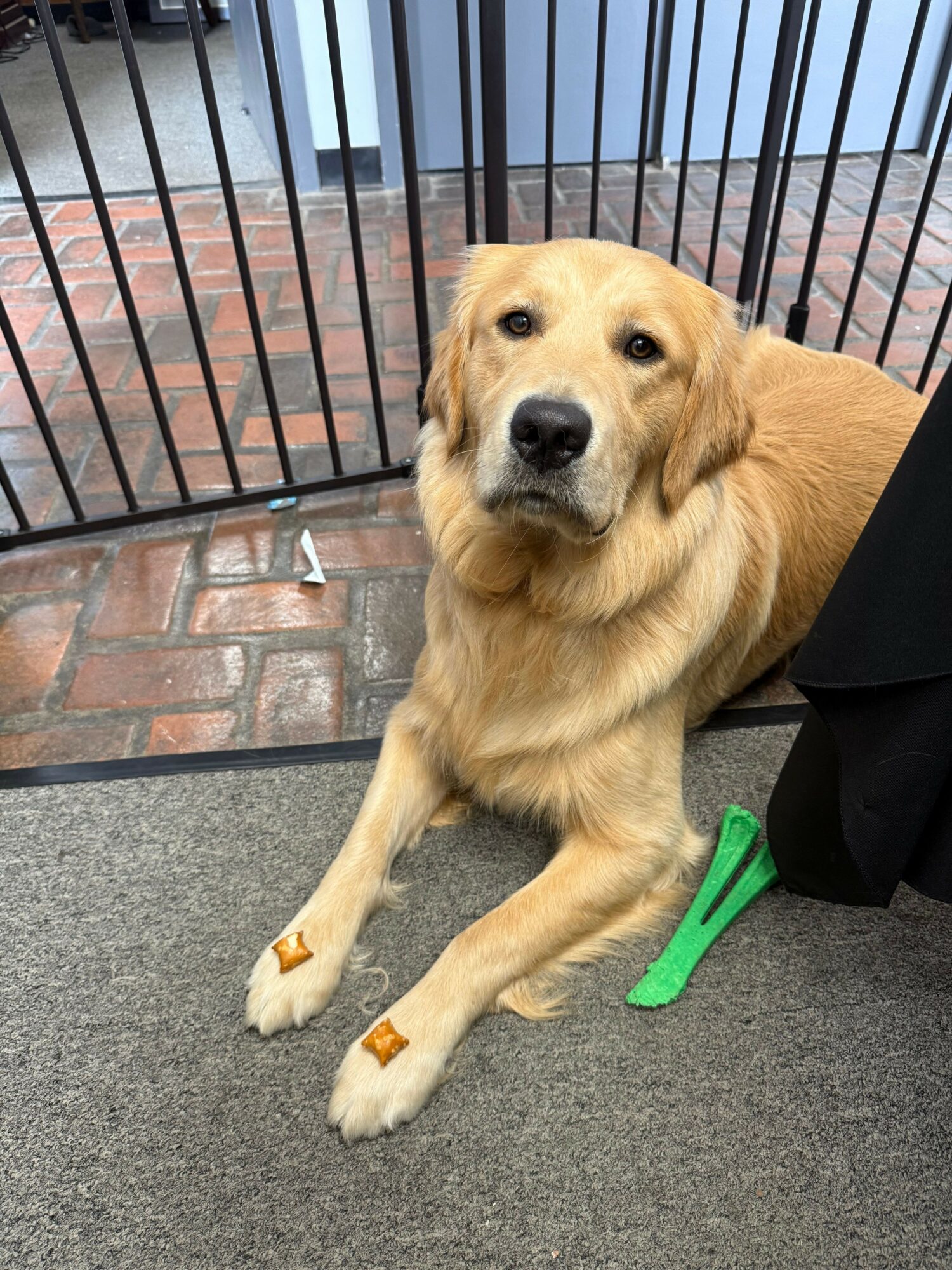 Golden retriever puppy lying on gray carpet next to a green toy, with a black fence and brick pavement in background.