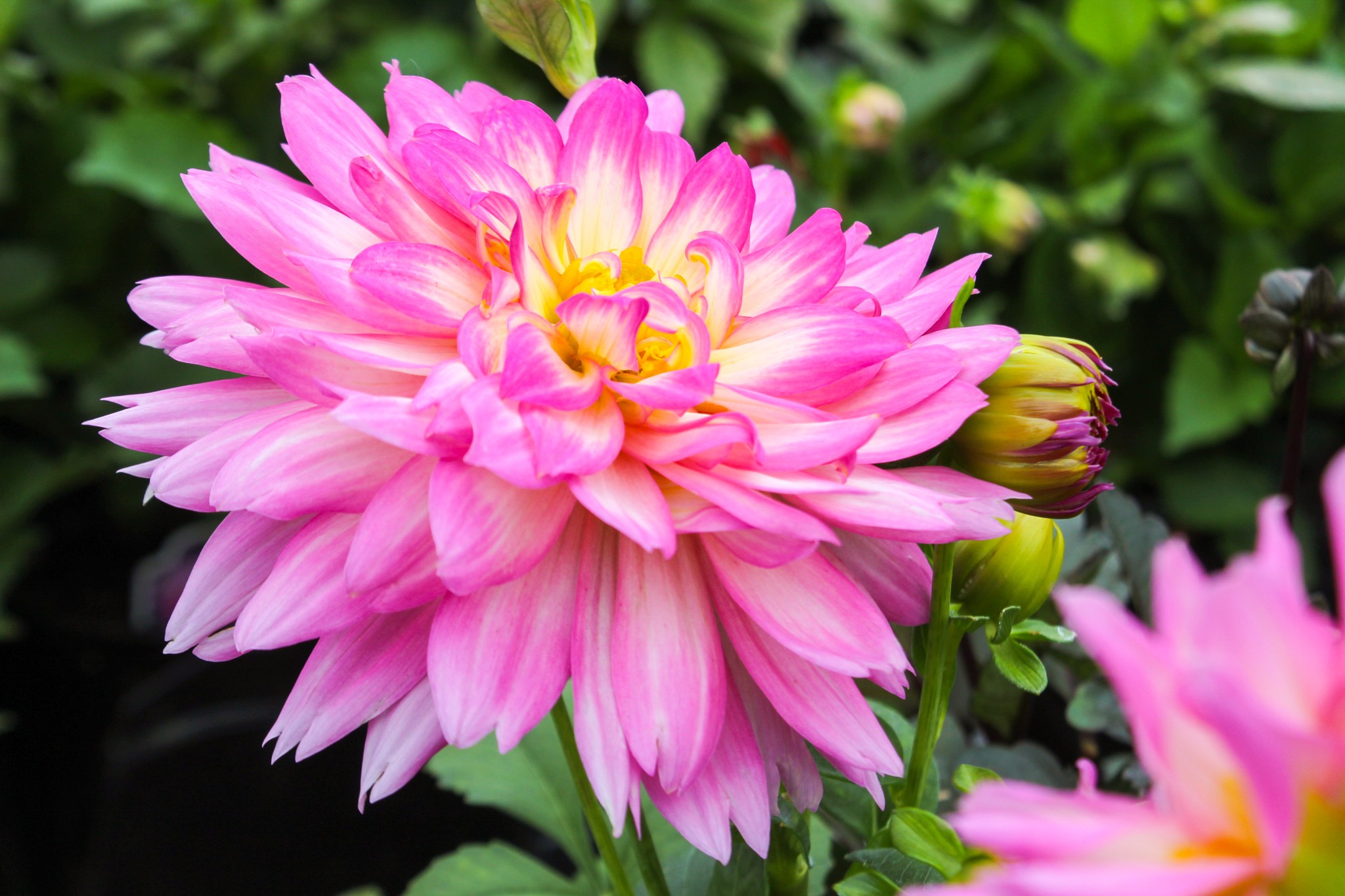 Pink and yellow dahlia flower with green leaves in background