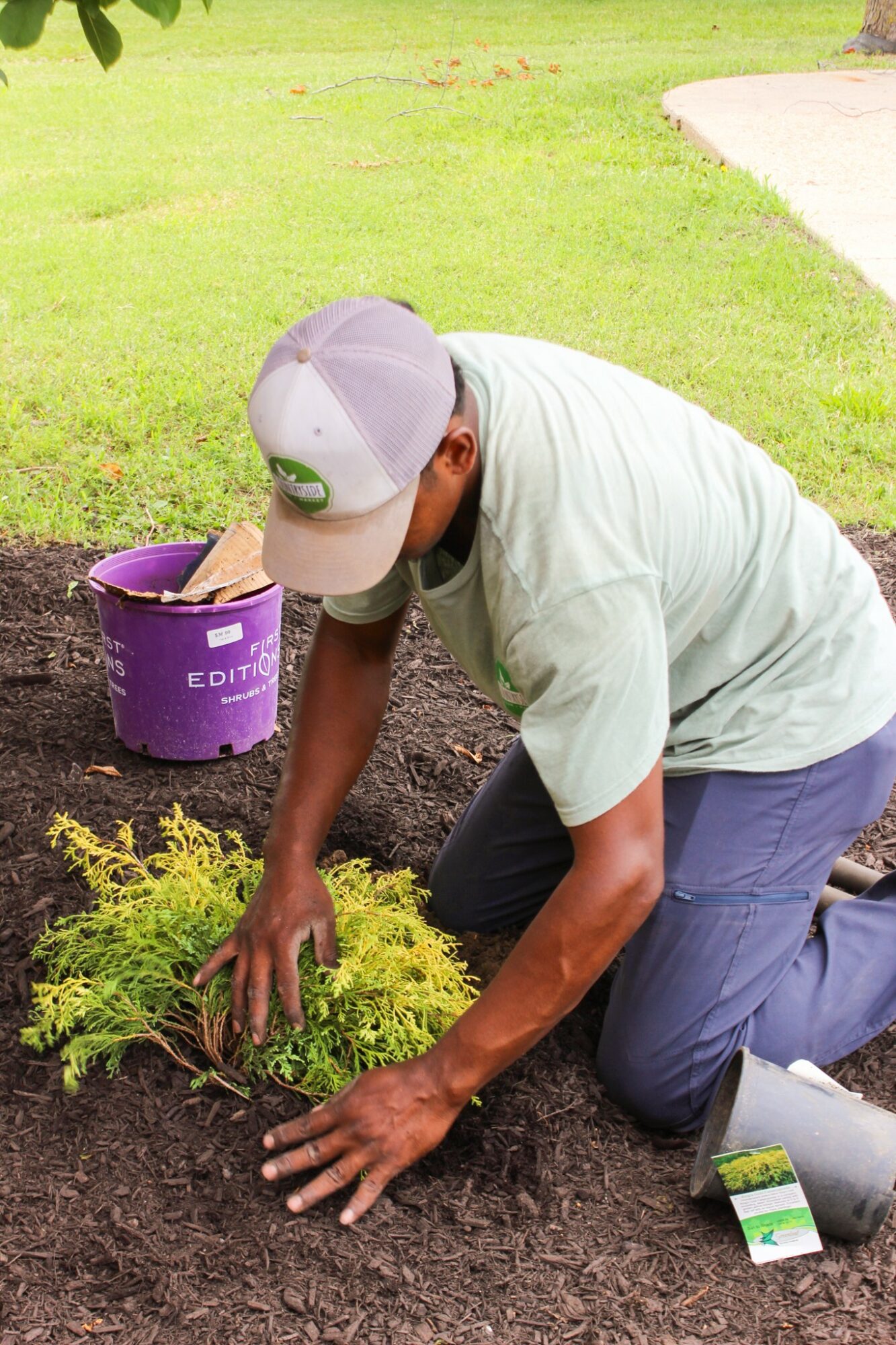 Person planting a small shrub in soil outdoors, with a purple bucket nearby, on a grassy area.