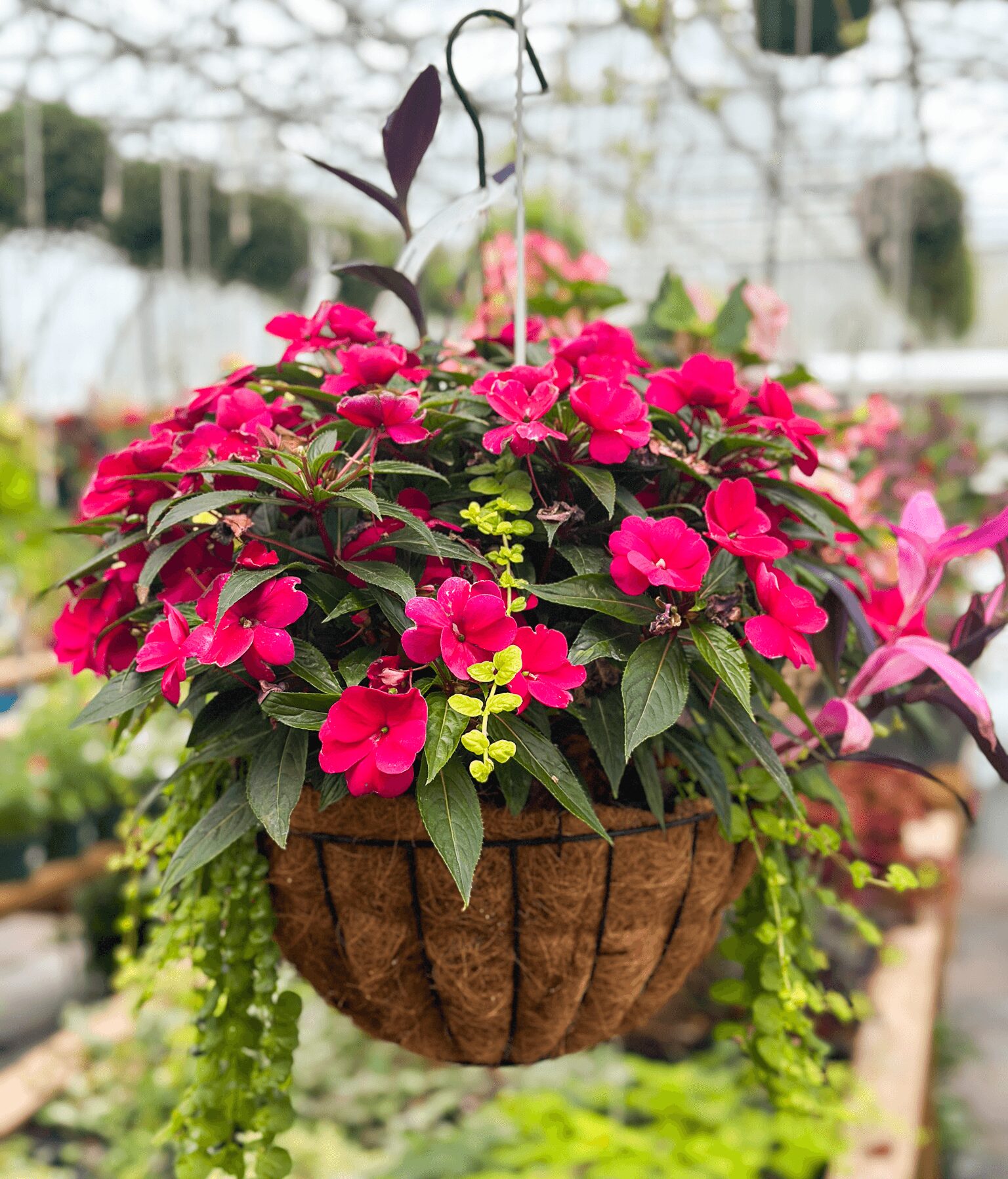 Hanging basket filled with pink flowers and green foliage in a greenhouse setting.