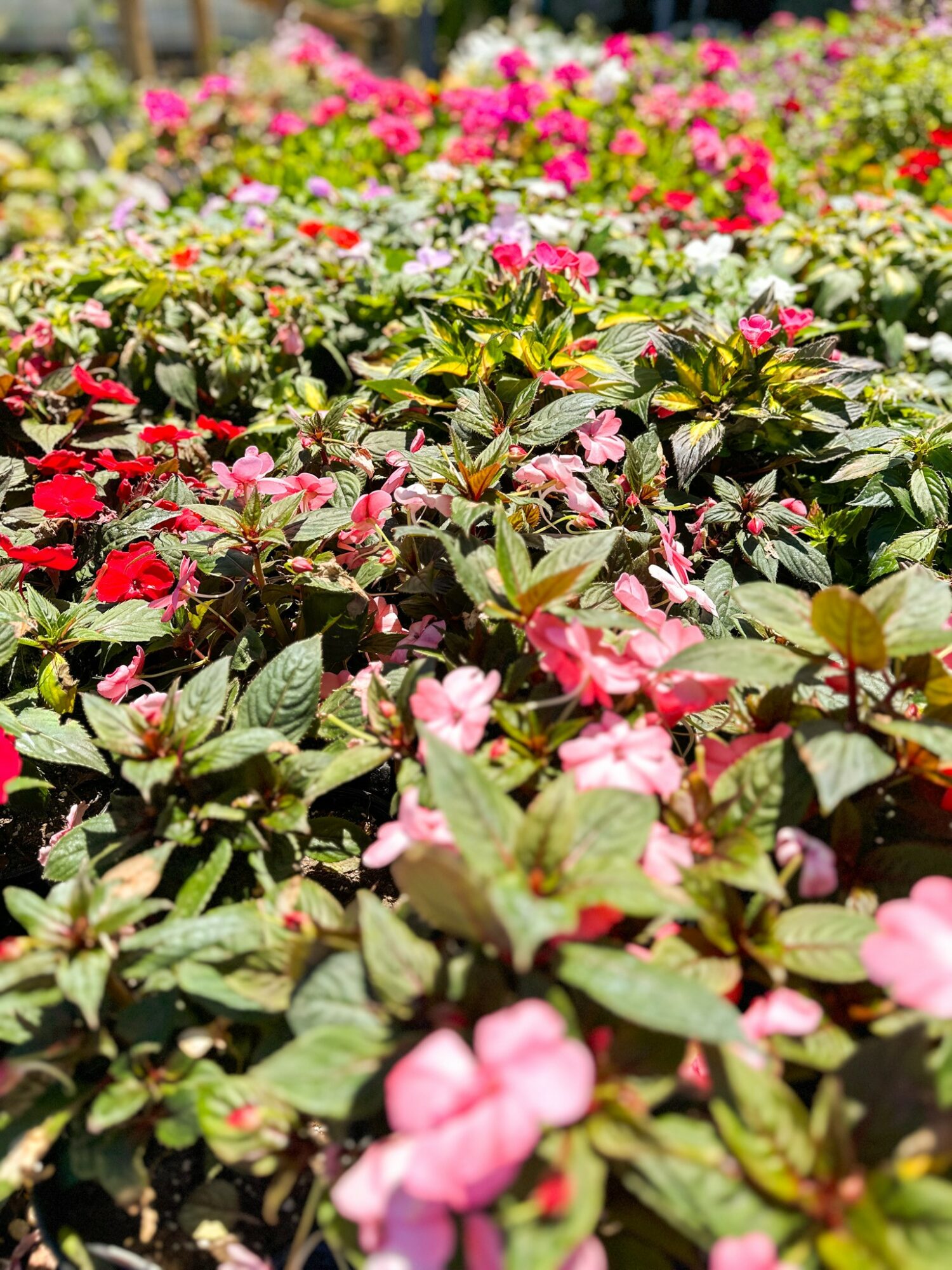 Colorful flowers in a garden with pink, red, and white blooms and green leaves, sunlight shining on the plants.