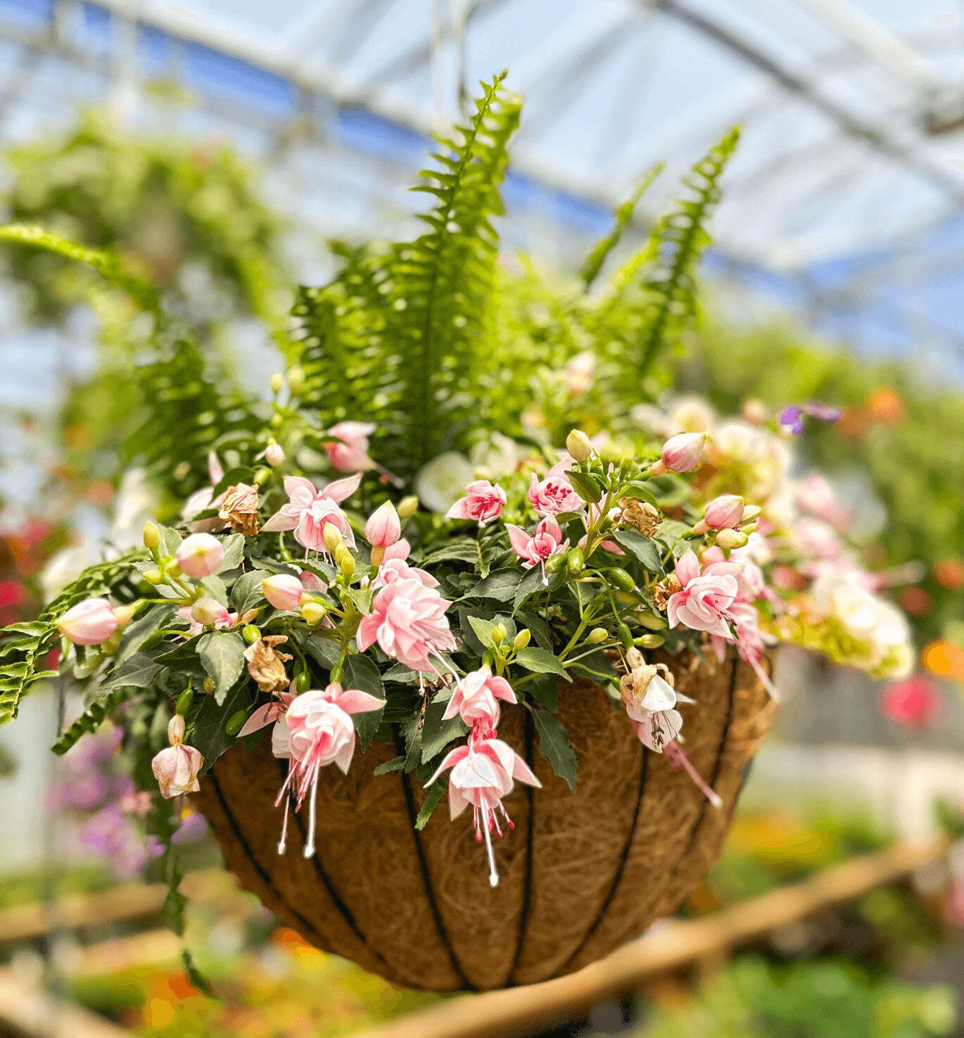 Hanging basket with pink and white flowers and green ferns inside a greenhouse.