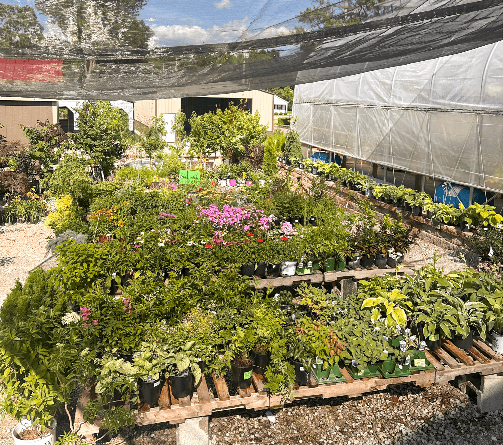 Greenhouse interior with various potted plants and flowers on wooden tables, sunlight streaming in, and a garden outside.