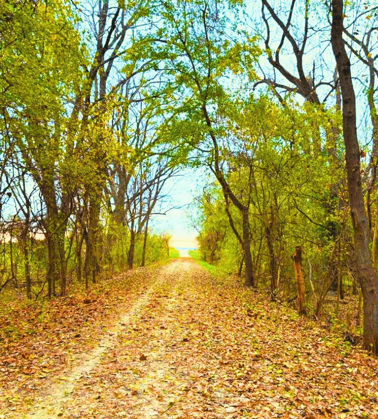 A dirt path through a forest with green and yellow leaves, leading to a bright opening in the distance.
