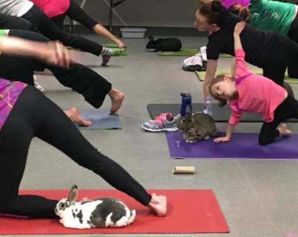 People practicing yoga with a child and a rabbit on mats in a room.