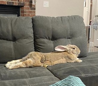 A rabbit lying stretched out on a dark gray couch with a brick wall and doorway in the background.