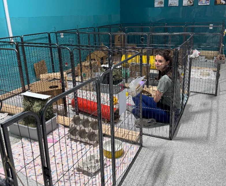 Person sitting inside a pet enclosure with small animals, surrounded by cages and supplies, in a pet store or shelter.