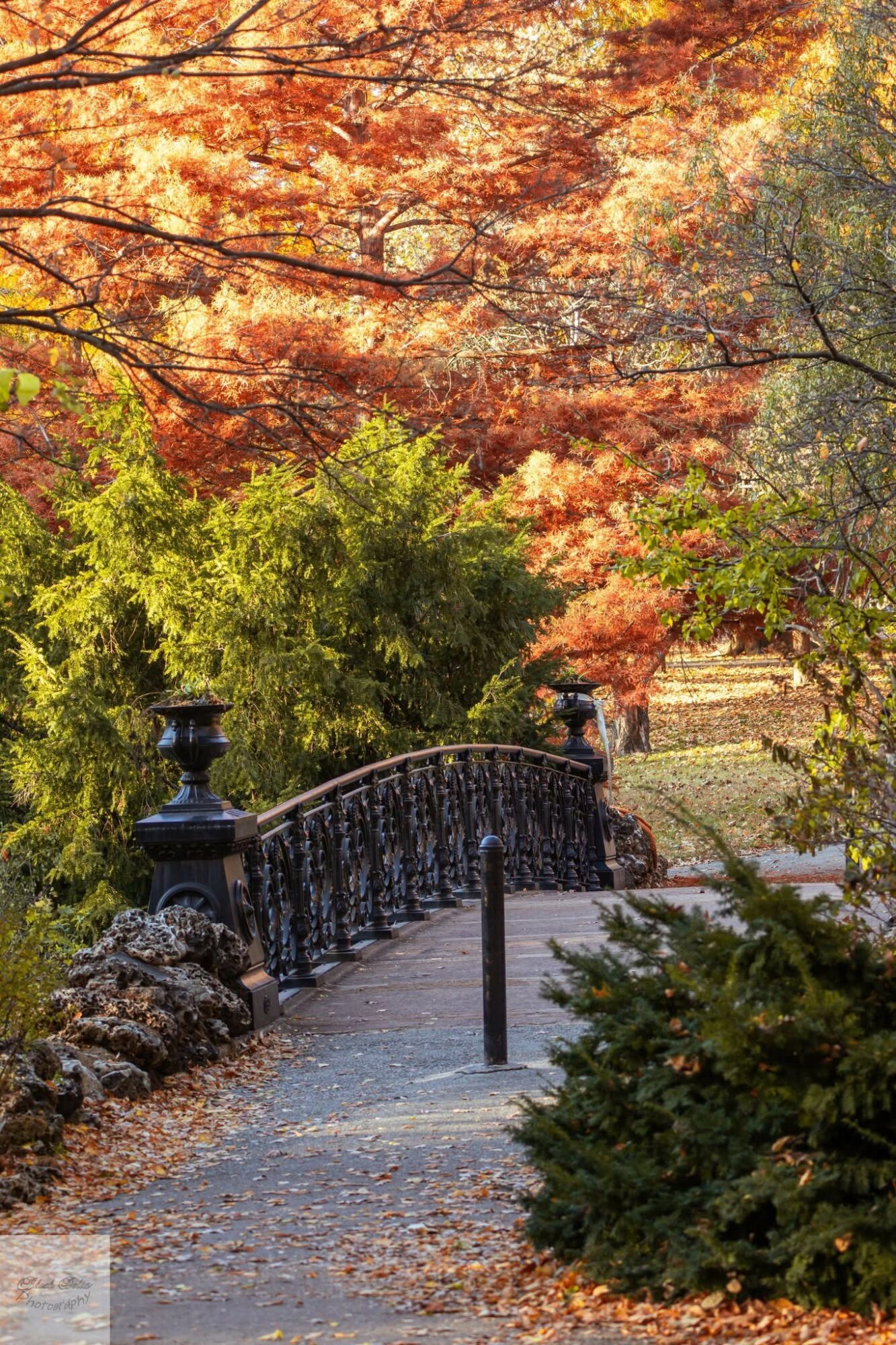 Pathway with a small bridge surrounded by colorful autumn trees and green bushes.