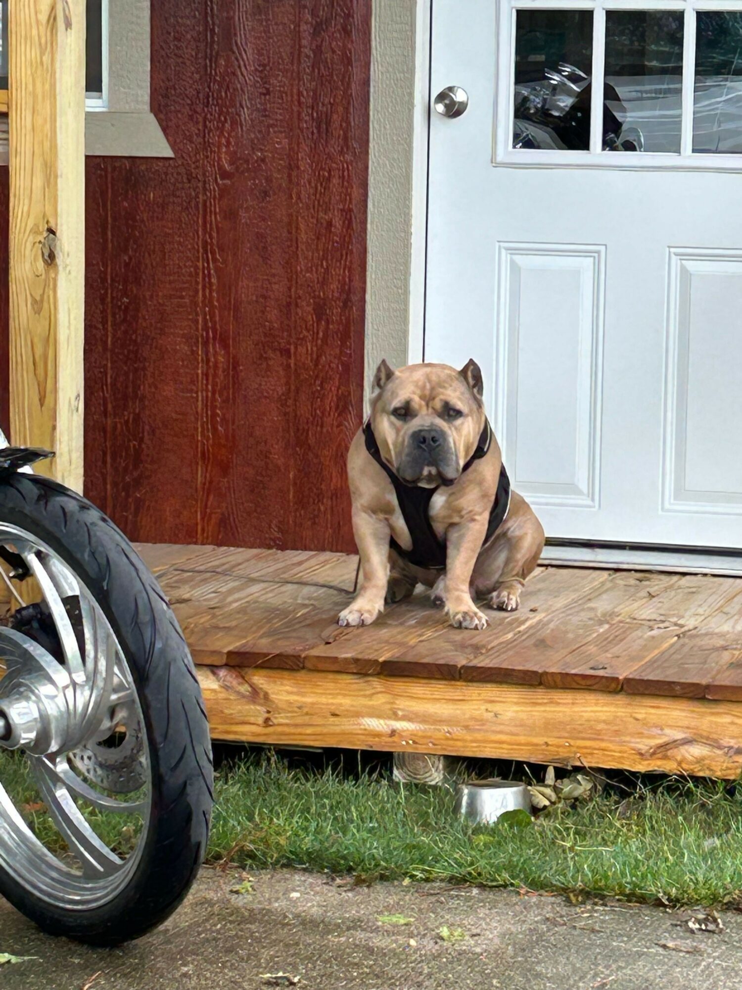 Dog lying on a wooden porch next to a white door with glass window, grass and stone path nearby.