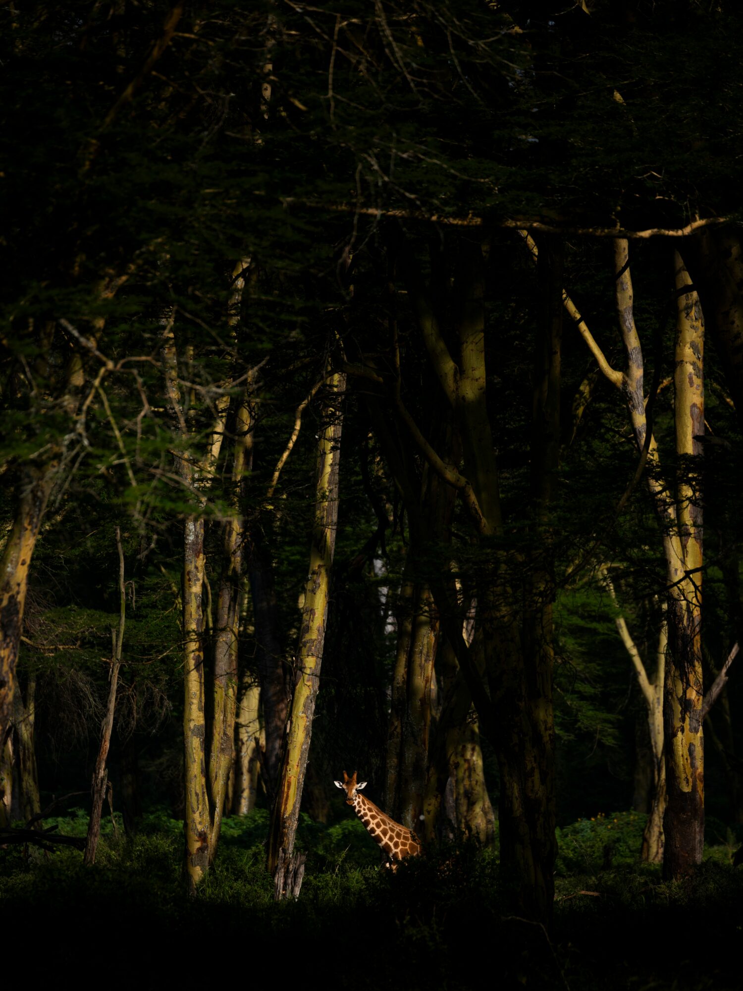 A giraffe standing among trees in a dark forest, partially illuminated, with green foliage and tall trunks.