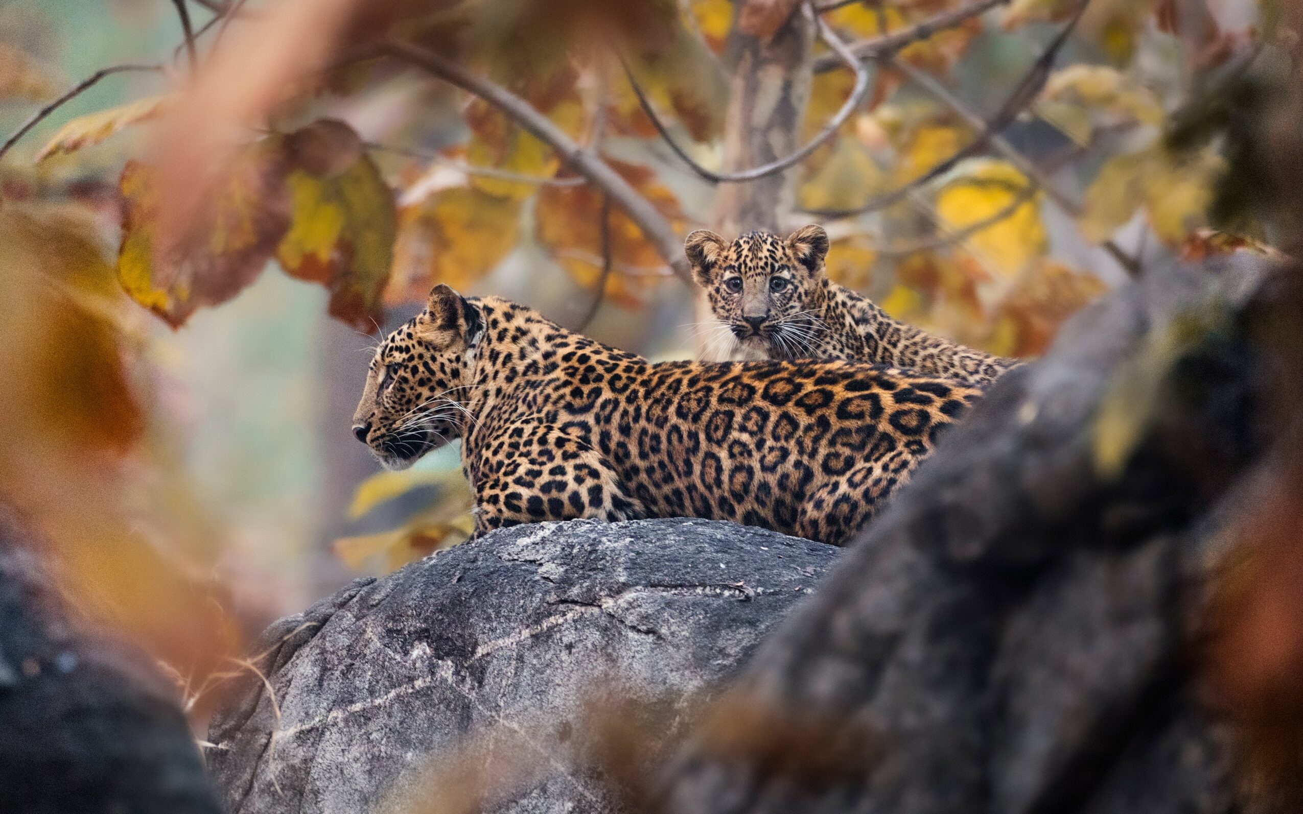 Two leopards resting on a rock surrounded by autumn leaves, one lying down and the other sitting up, partially obscured by branches.