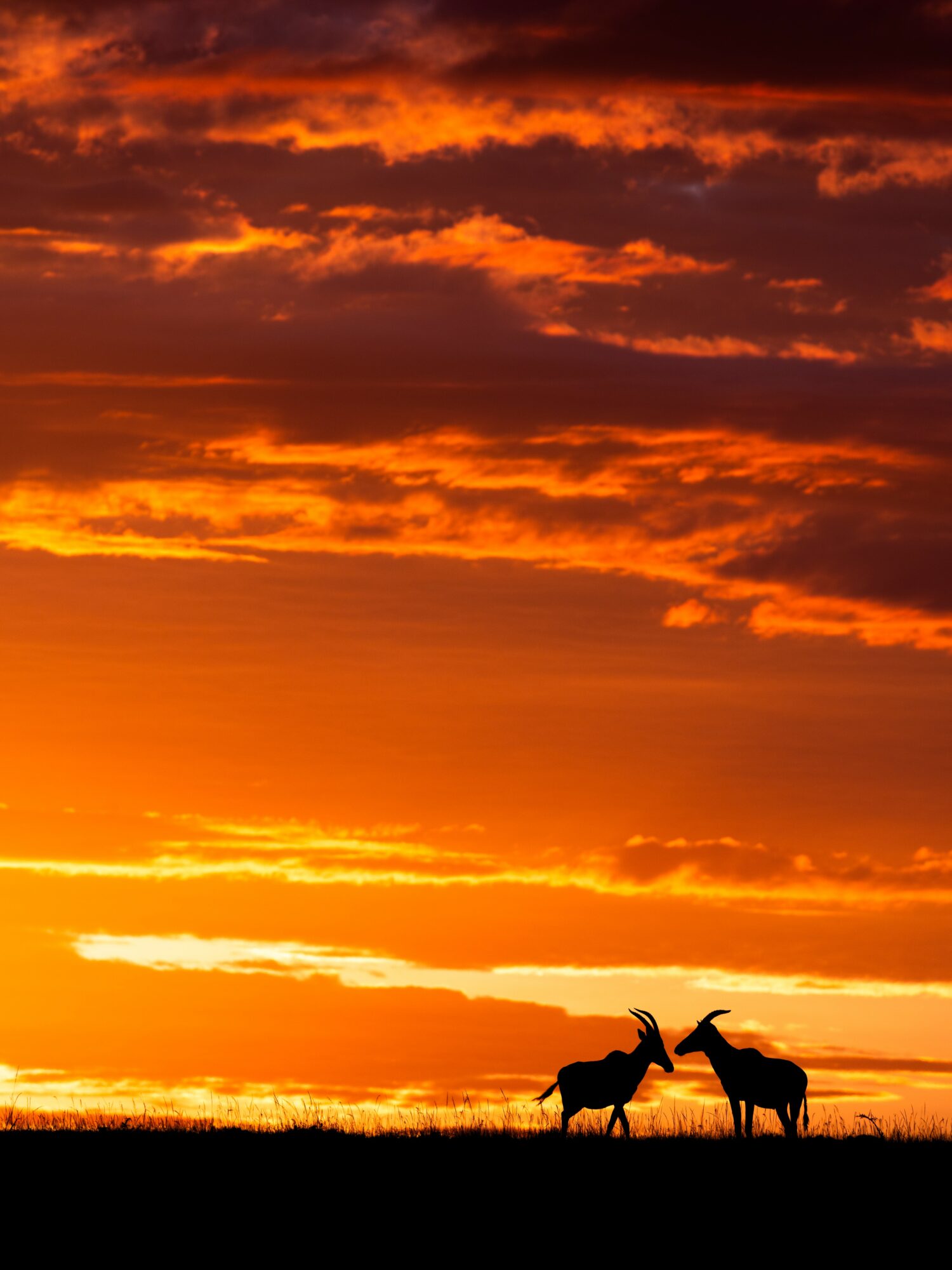 Silhouettes of two goats on grass against a vibrant orange and red sunset sky with clouds.