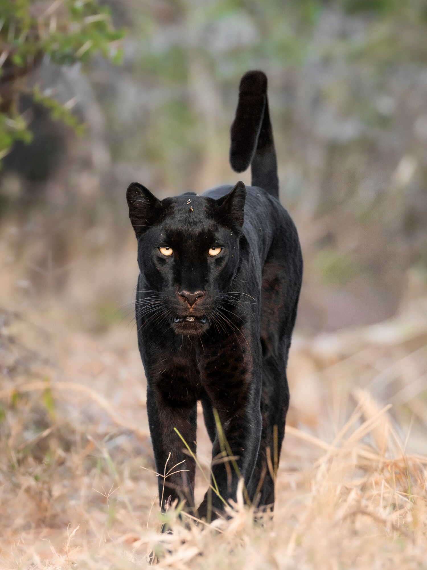 Black panther walking through dry grass with blurred background, focused gaze, tail raised, in natural outdoor setting.