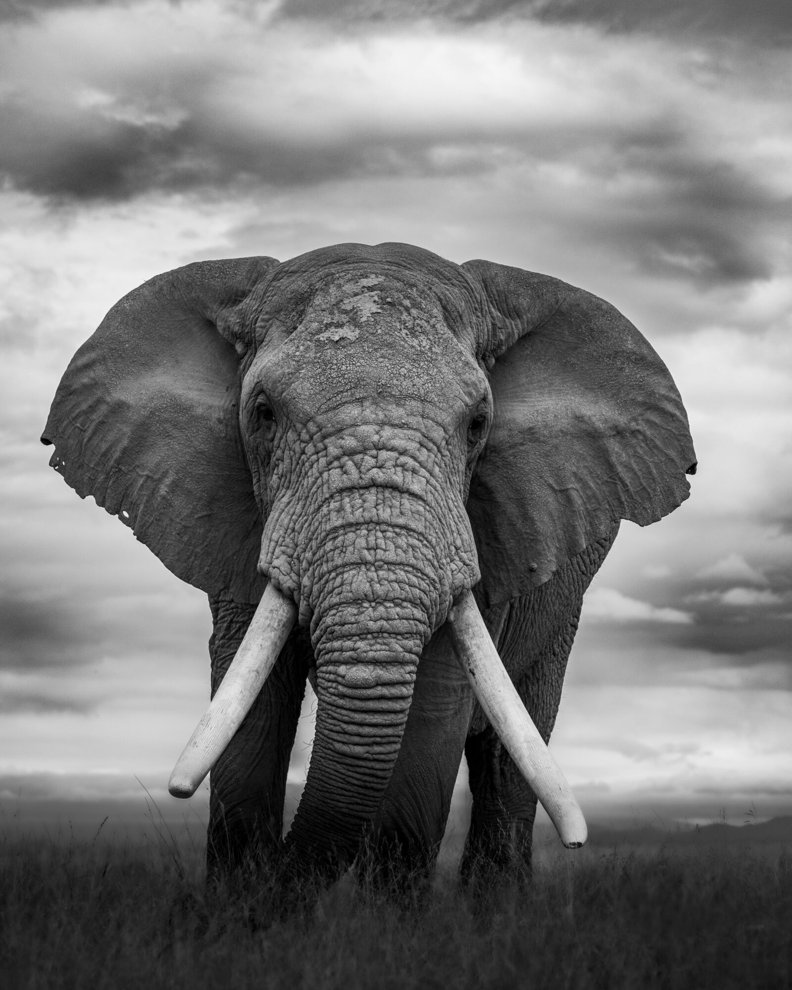 Elephant standing in grassland with cloudy sky background, facing forward with large ears and tusks visible.