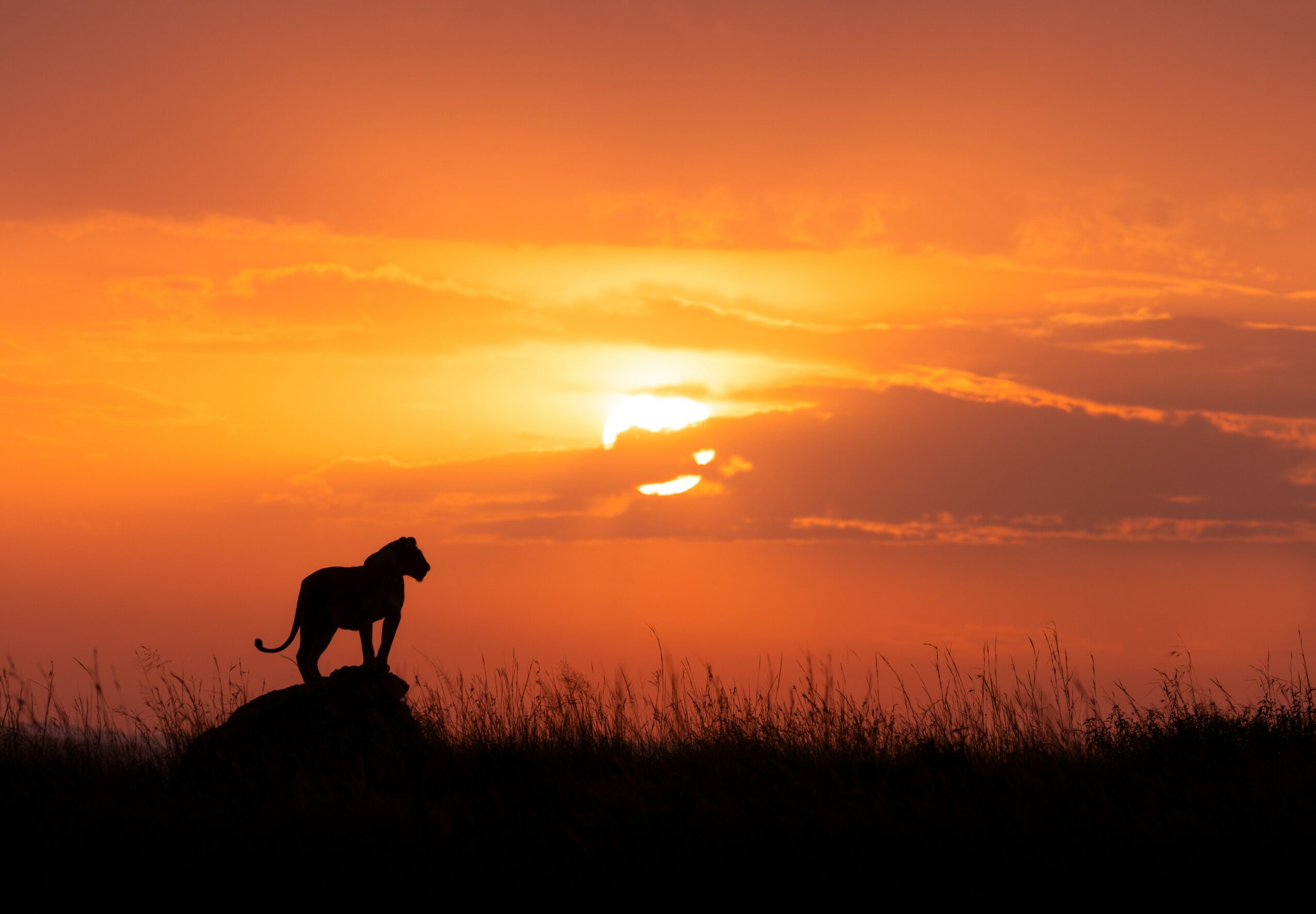 A silhouette of a lion standing on a rock against a vibrant orange sunset sky with clouds.