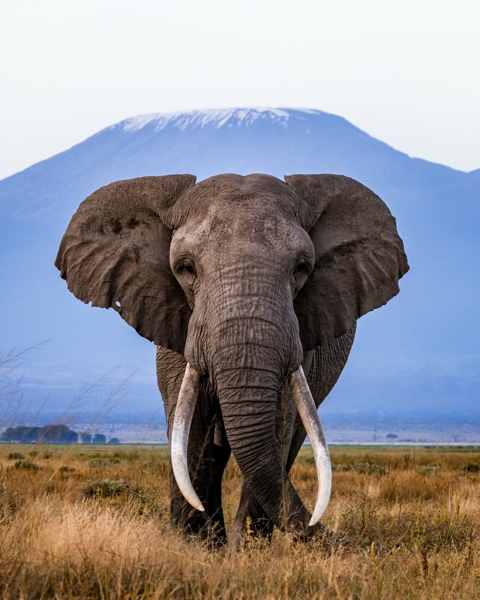 Elephant standing in grassland with mountain in background, facing forward, ears spread, large tusks visible.