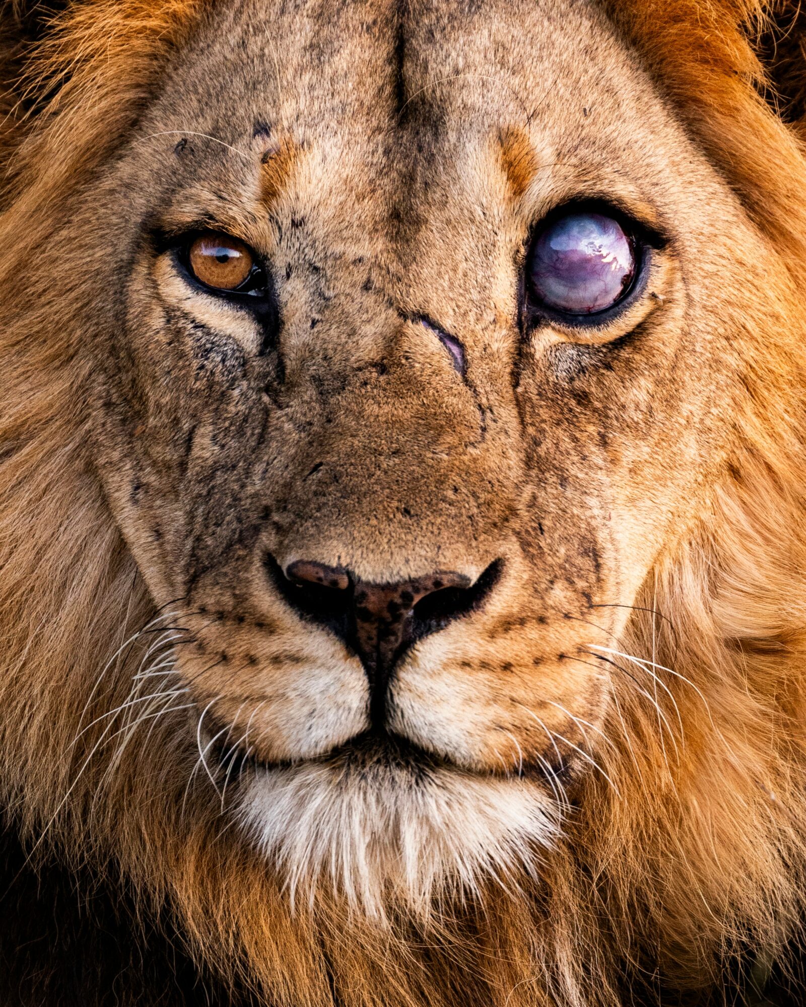 Close-up of a lion's face with one eye cloudy and a visible scar, showing detailed fur and facial features.