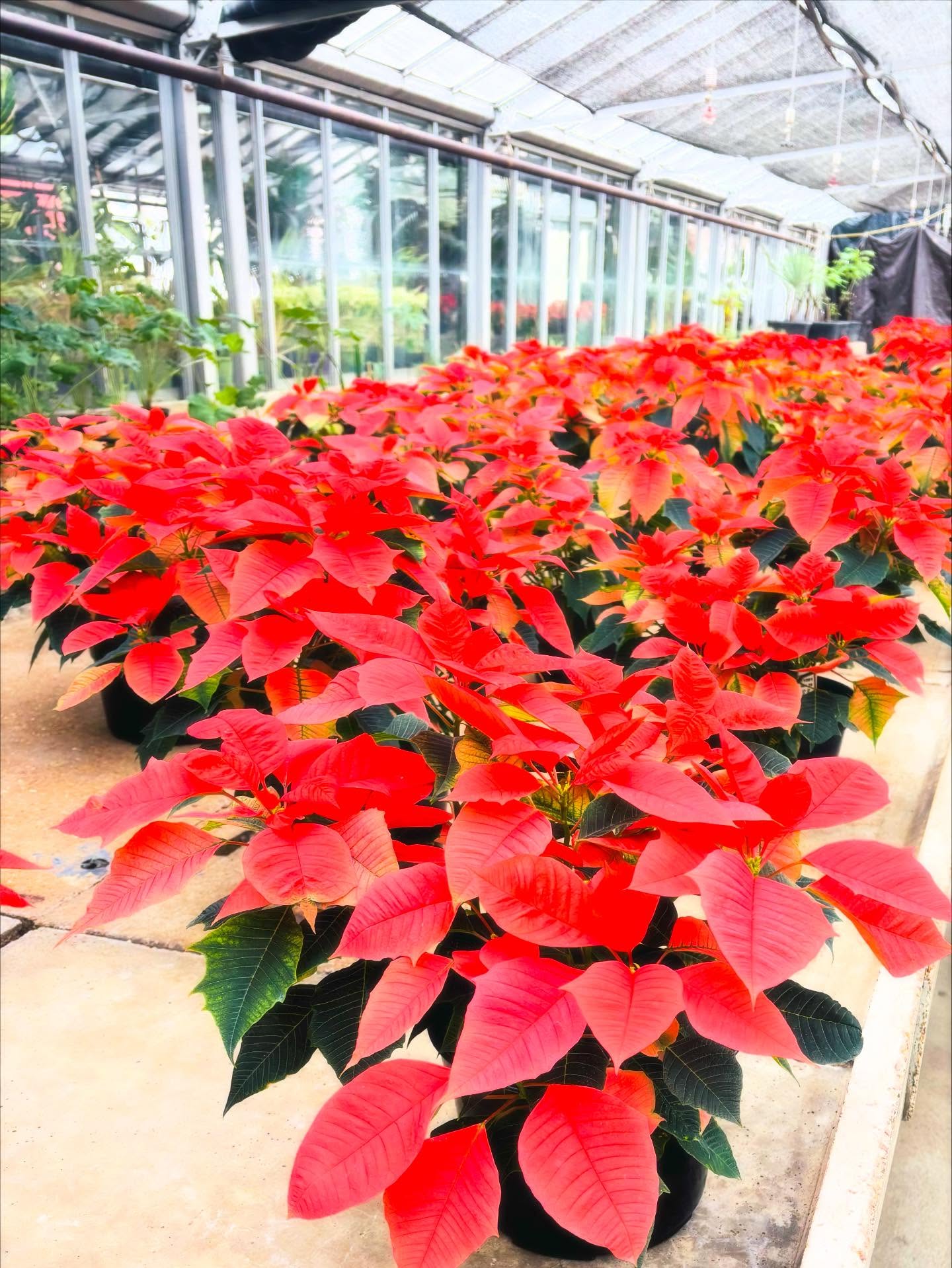 Rows of red poinsettia plants inside a greenhouse with glass walls and ceiling, sunlight shining through, and green plants in the background.