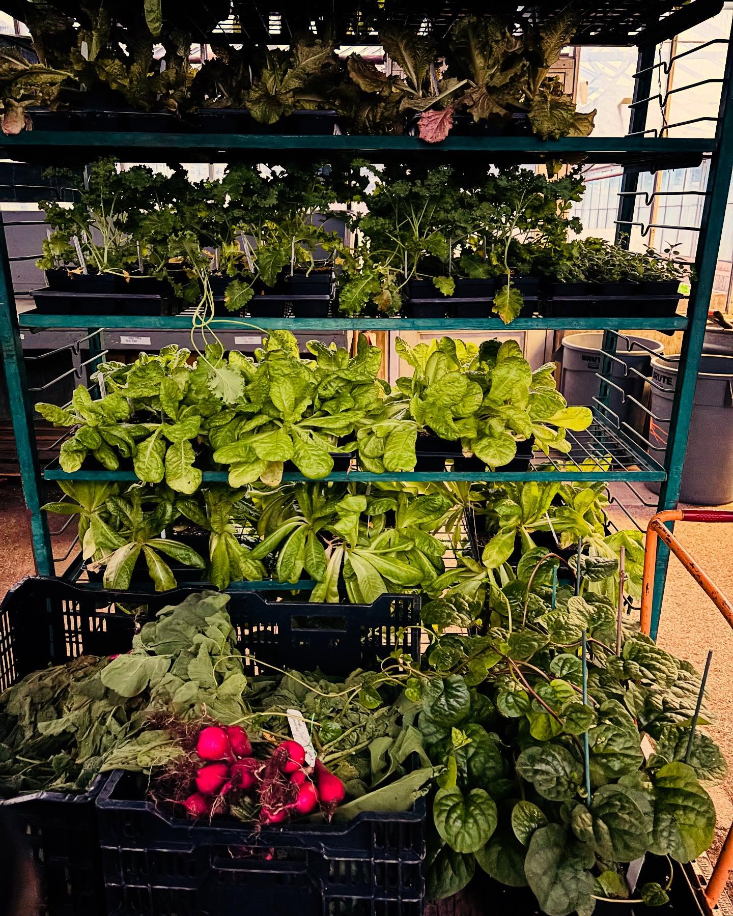 Multiple shelves with potted plants and leafy greens, pink radishes, and a balcony railing in the background.