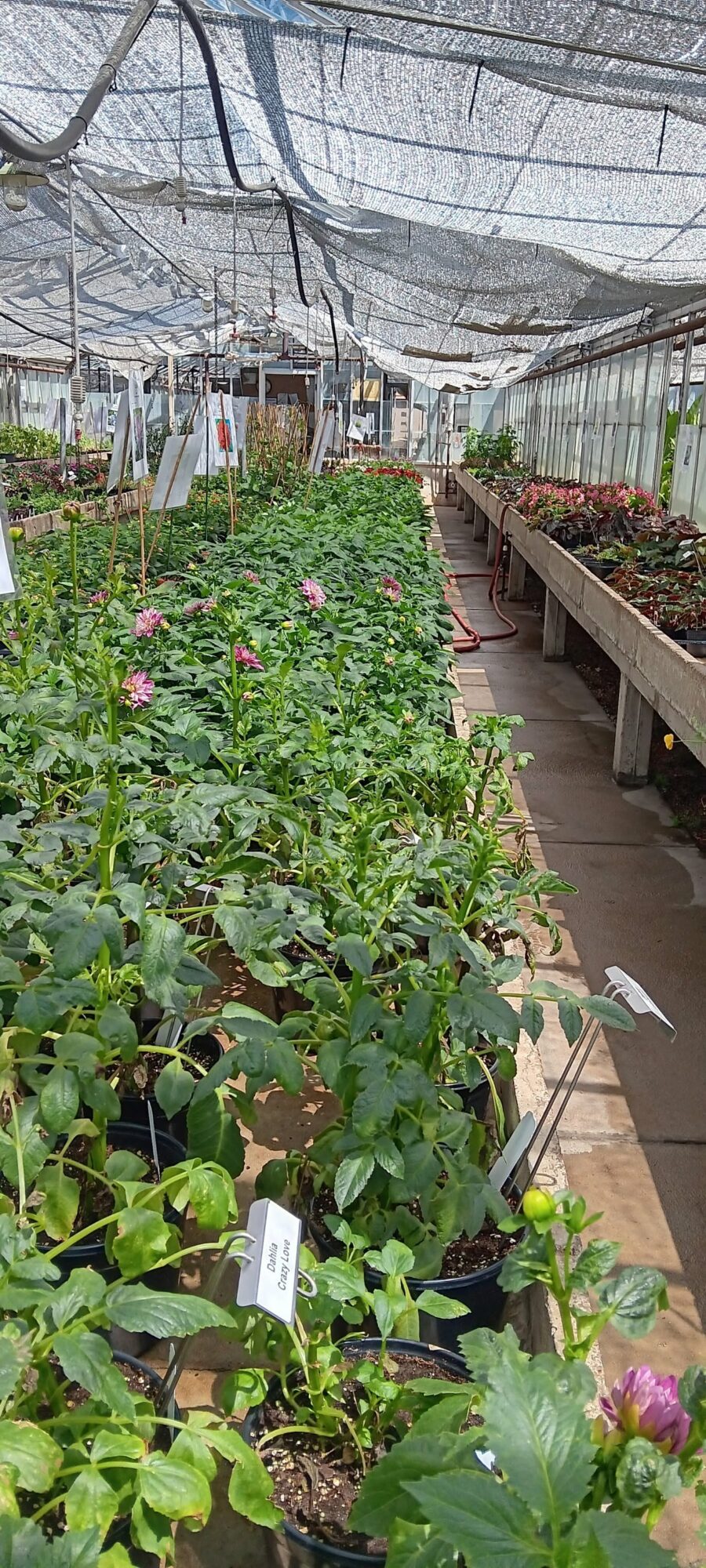 Greenhouse interior with rows of flowering plants and potted plants on tables, under a transparent roof.