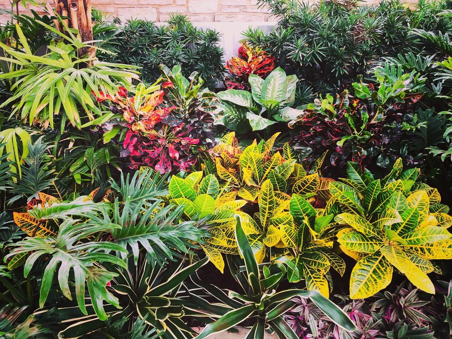 Lush garden with various green, yellow, and red leafy plants and foliage, dense and vibrant.