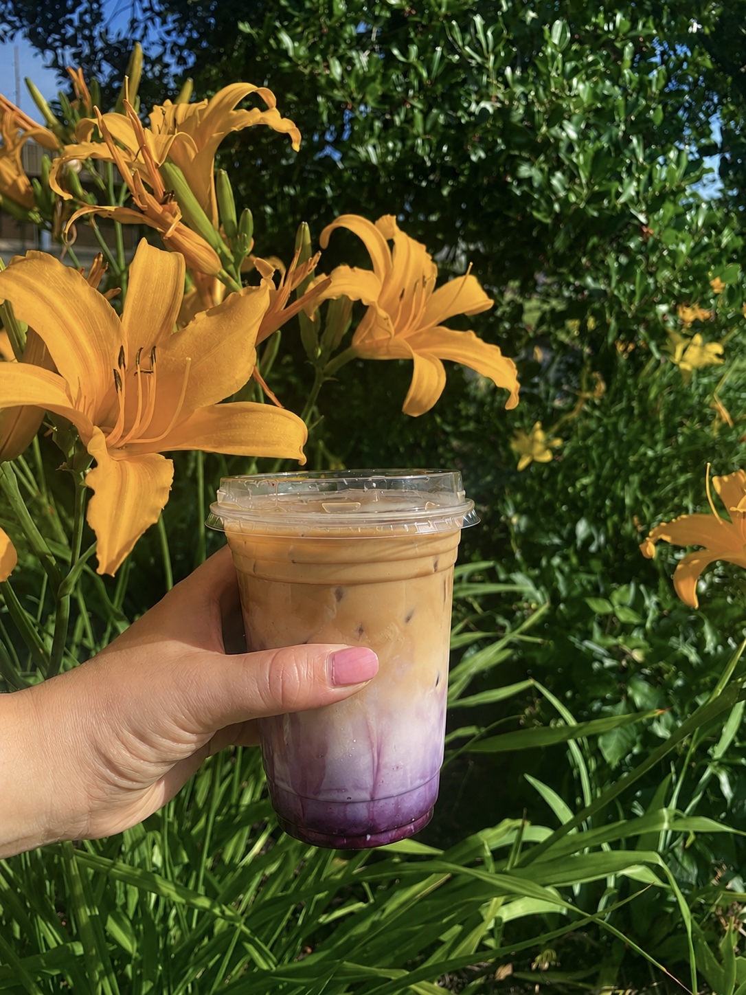 Hand holding a layered purple and beige iced drink in front of yellow lilies and green foliage outdoors.