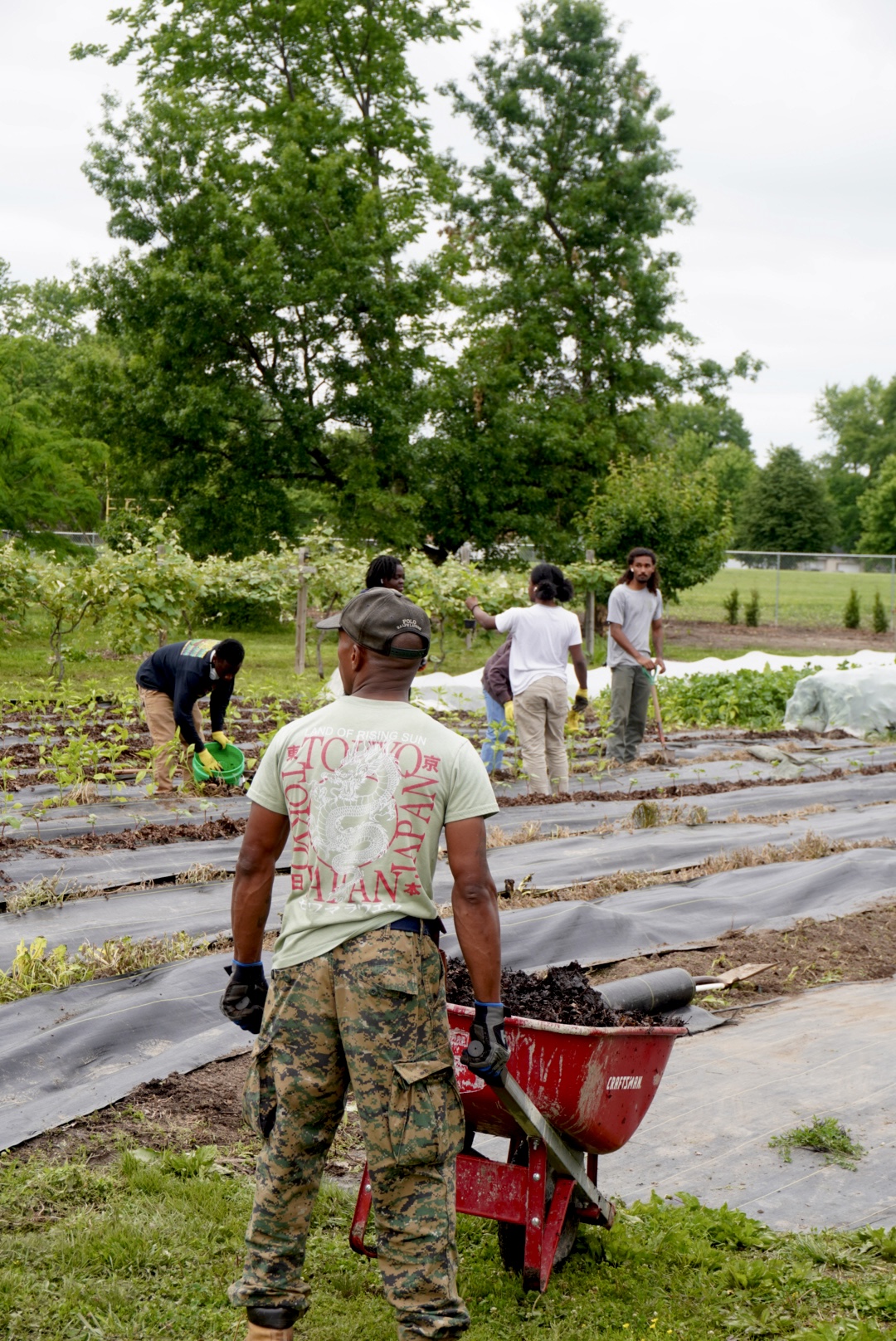 Group of people working in a garden with rows of plants and trees in the background.