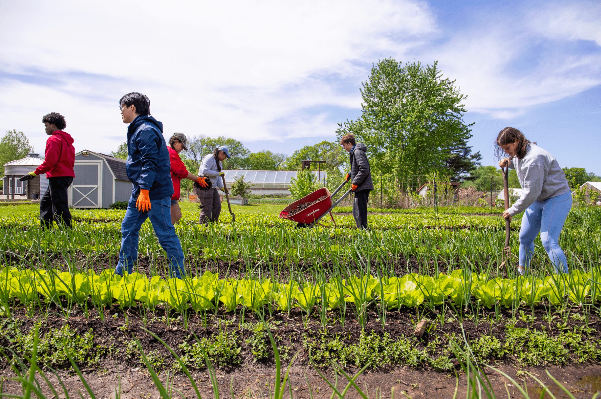 People working in a garden with plants, trees, and a blue sky, some using tools and a wheelbarrow.