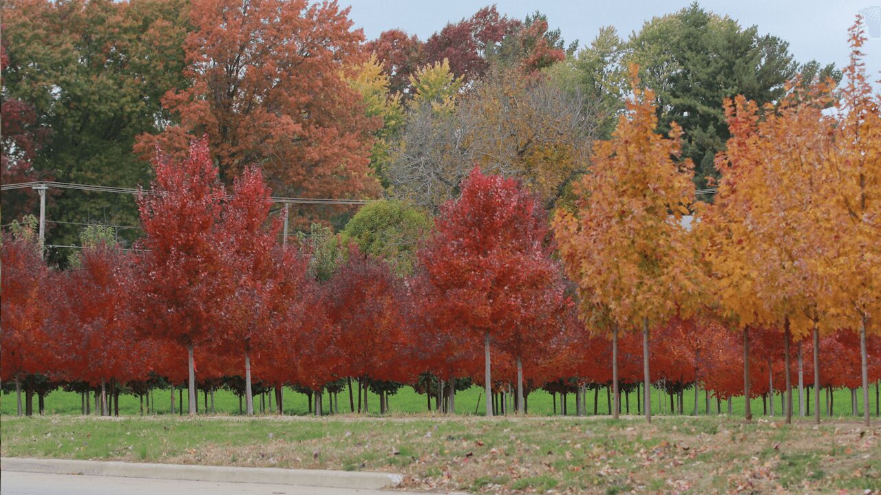 Line of trees with red, orange, and yellow autumn leaves, green grass, and a road in the foreground.