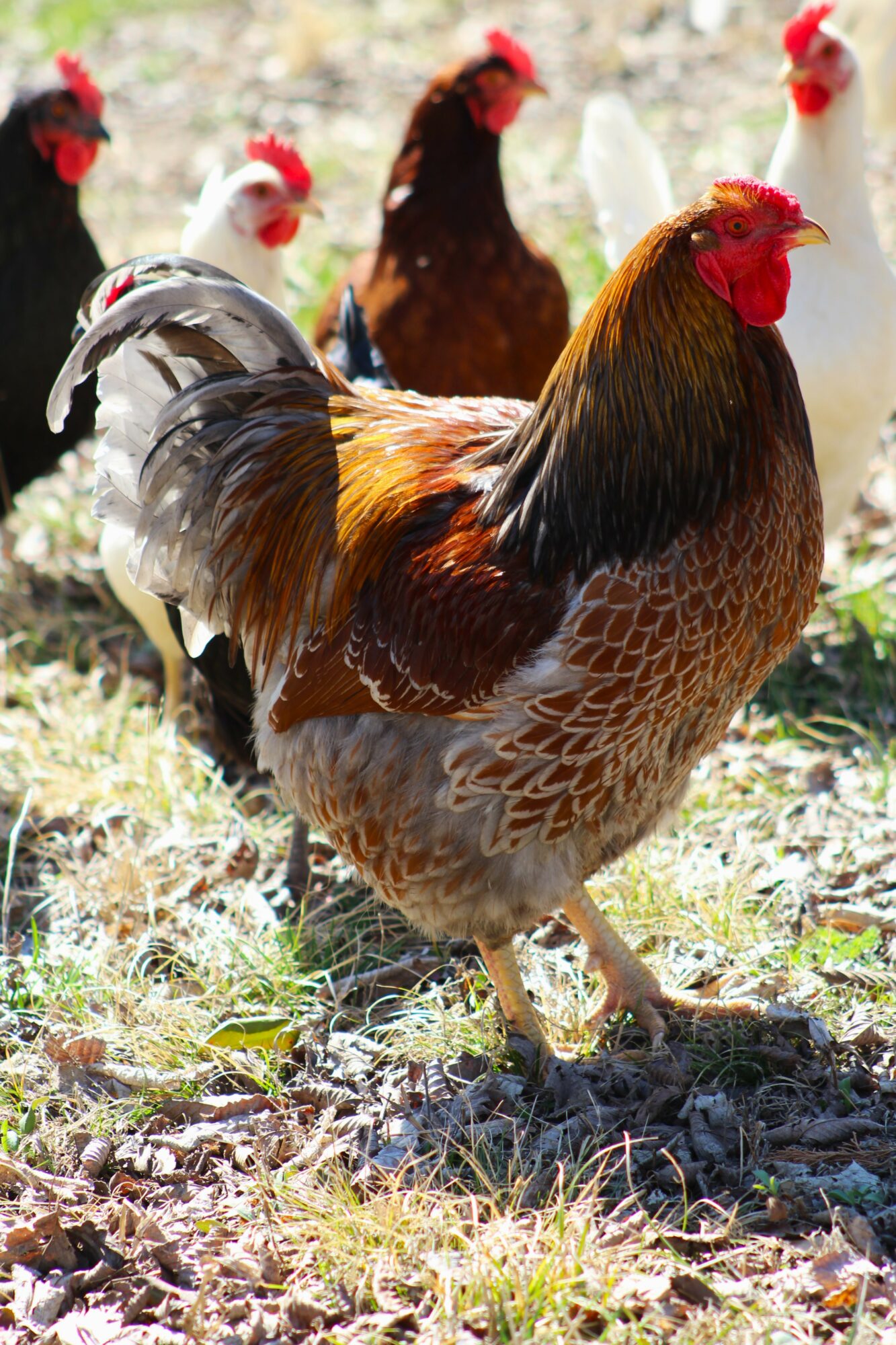 Group of chickens outdoors on grass, with a prominent brown and black rooster in front.