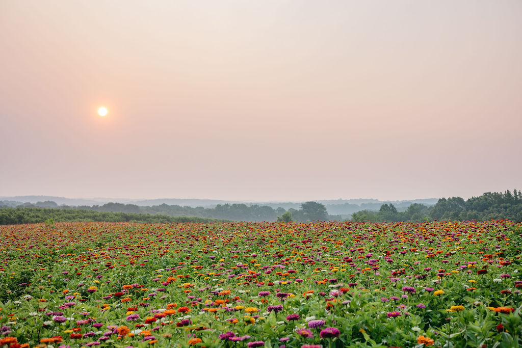 Sunset over a colorful flower field with a hazy sky and distant trees.