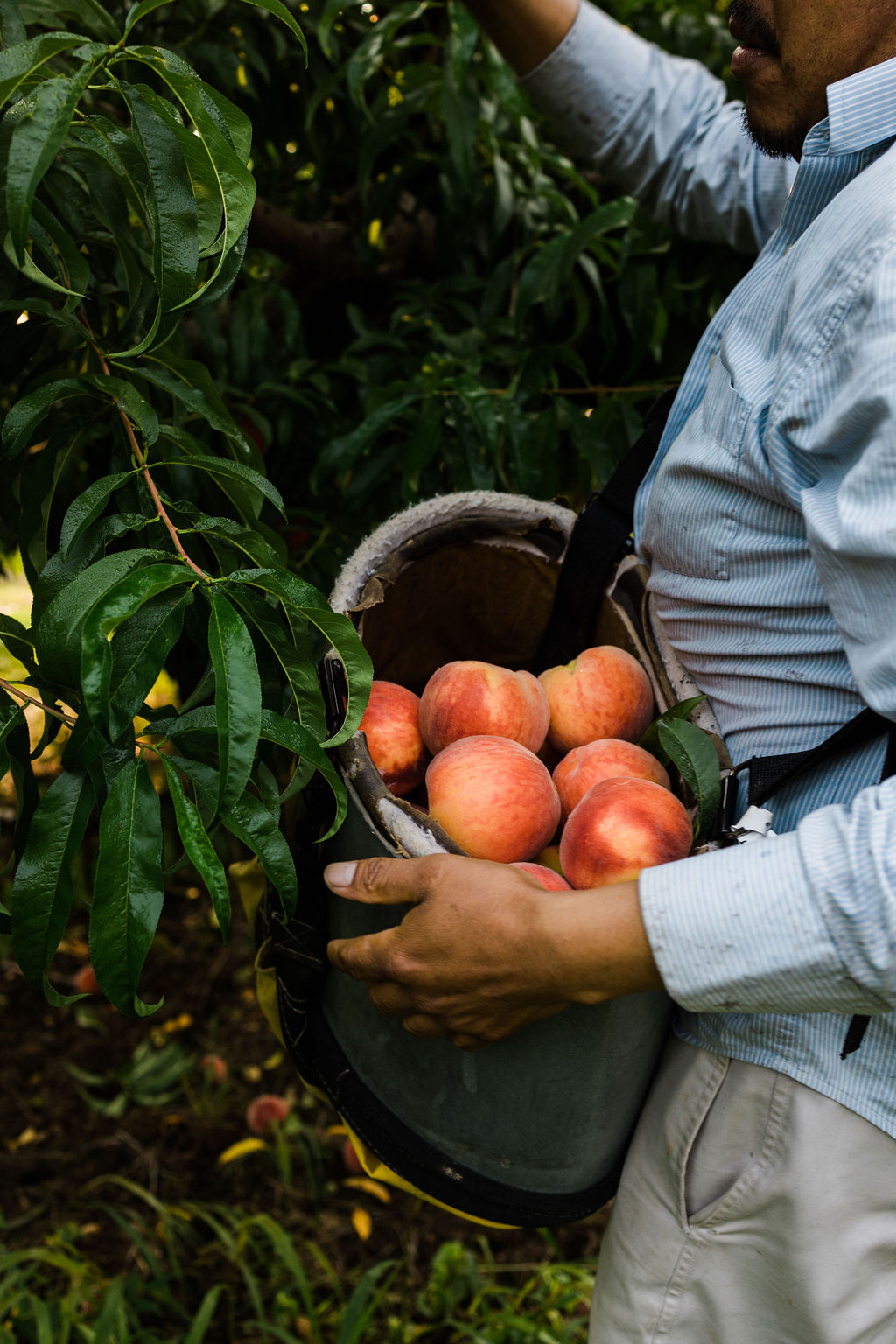 Person harvesting apples from a tree, holding a bucket filled with apples, surrounded by green leaves.