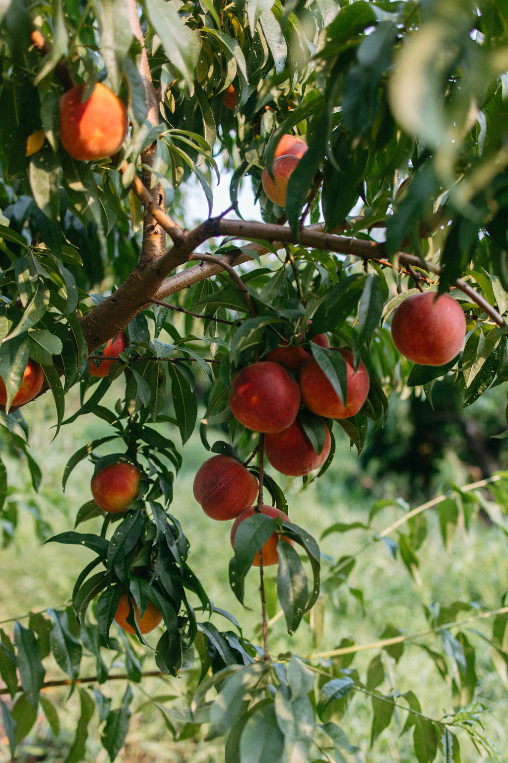 Peach tree branch with ripe peaches and green leaves, sunlight filtering through, in an orchard setting.
