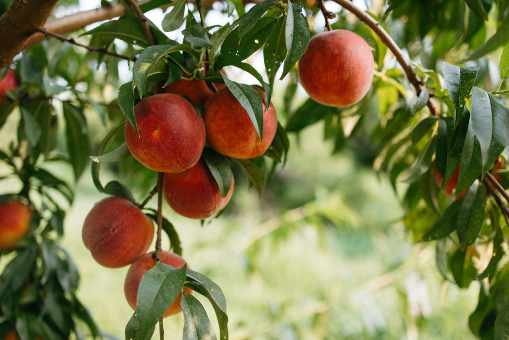 Peach tree branch with ripe peaches and green leaves, background of blurred greenery