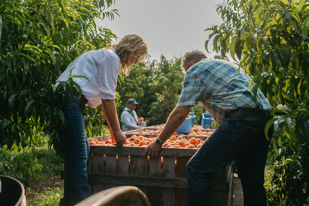 Two people pick peaches from a large wooden crate in an orchard, surrounded by green trees and sunlight.
