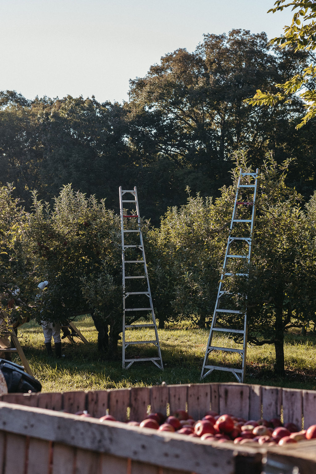 Two ladders leaning against trees in a park with green foliage and a clear sky.