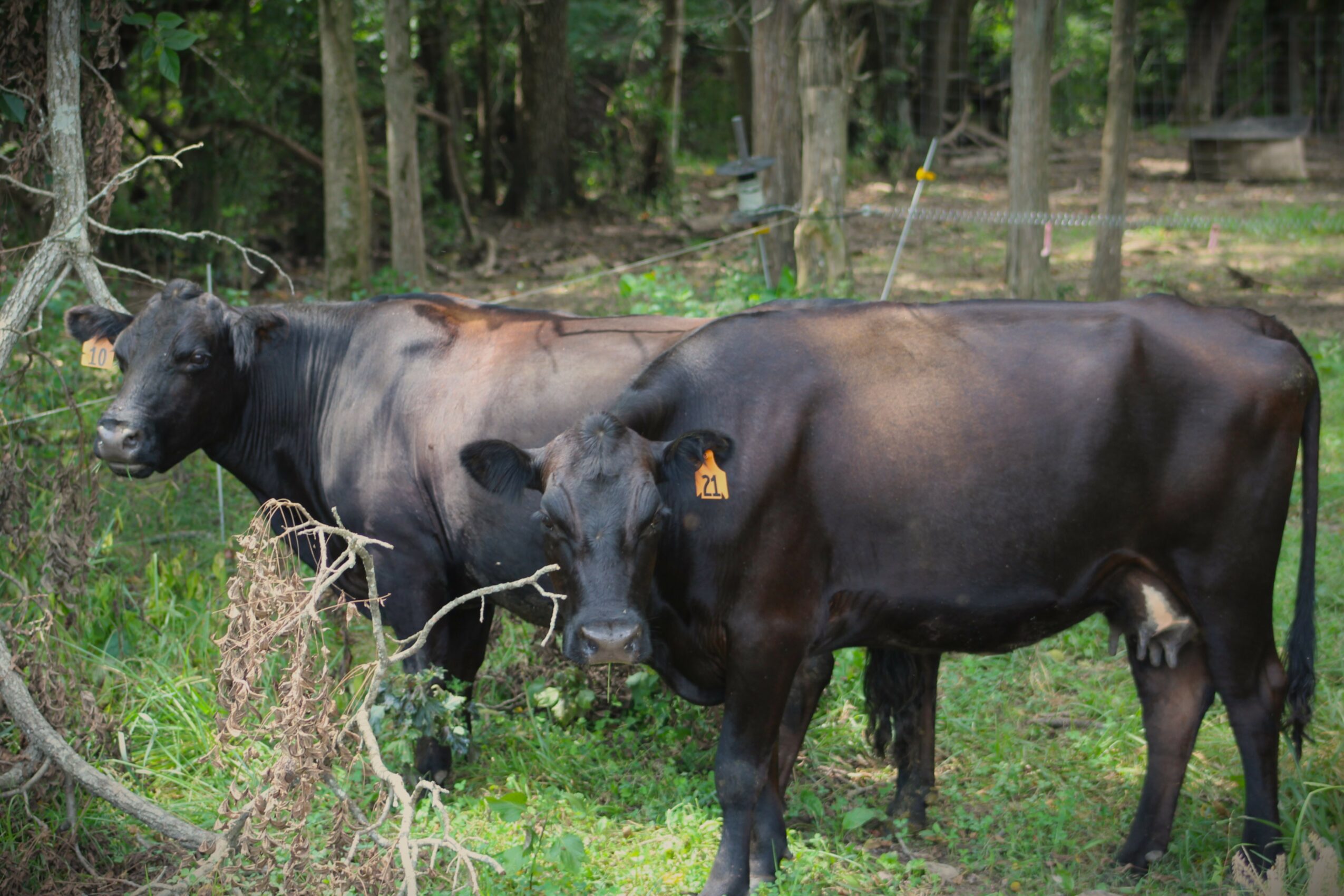 Two black cows standing in a grassy area with trees in the background.