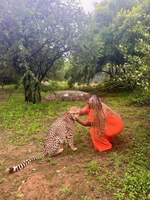 Person in orange crouching and touching a cheetah's face outdoors with trees and grass around.