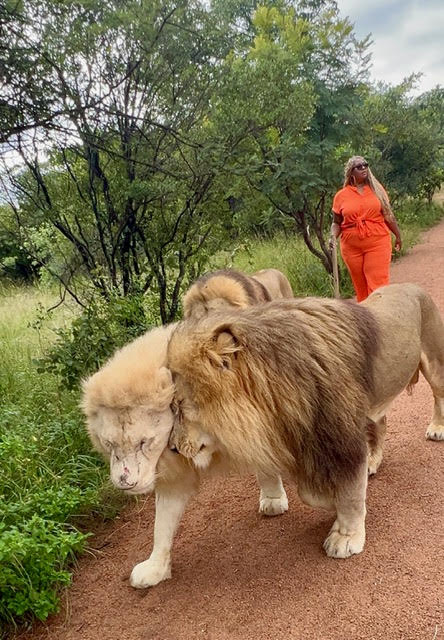 Two lions, one with a mane and one with a white coat, walking on a dirt path with a person in orange in the background.