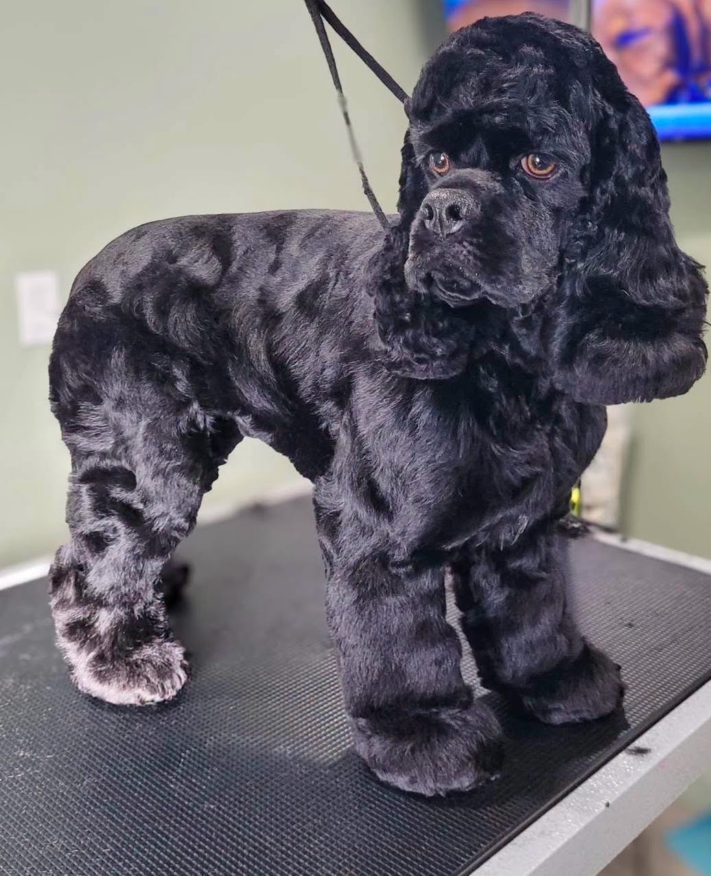 Black puppy with curly fur standing on a grooming table, leash attached, indoors with a green wall and a TV screen in background.