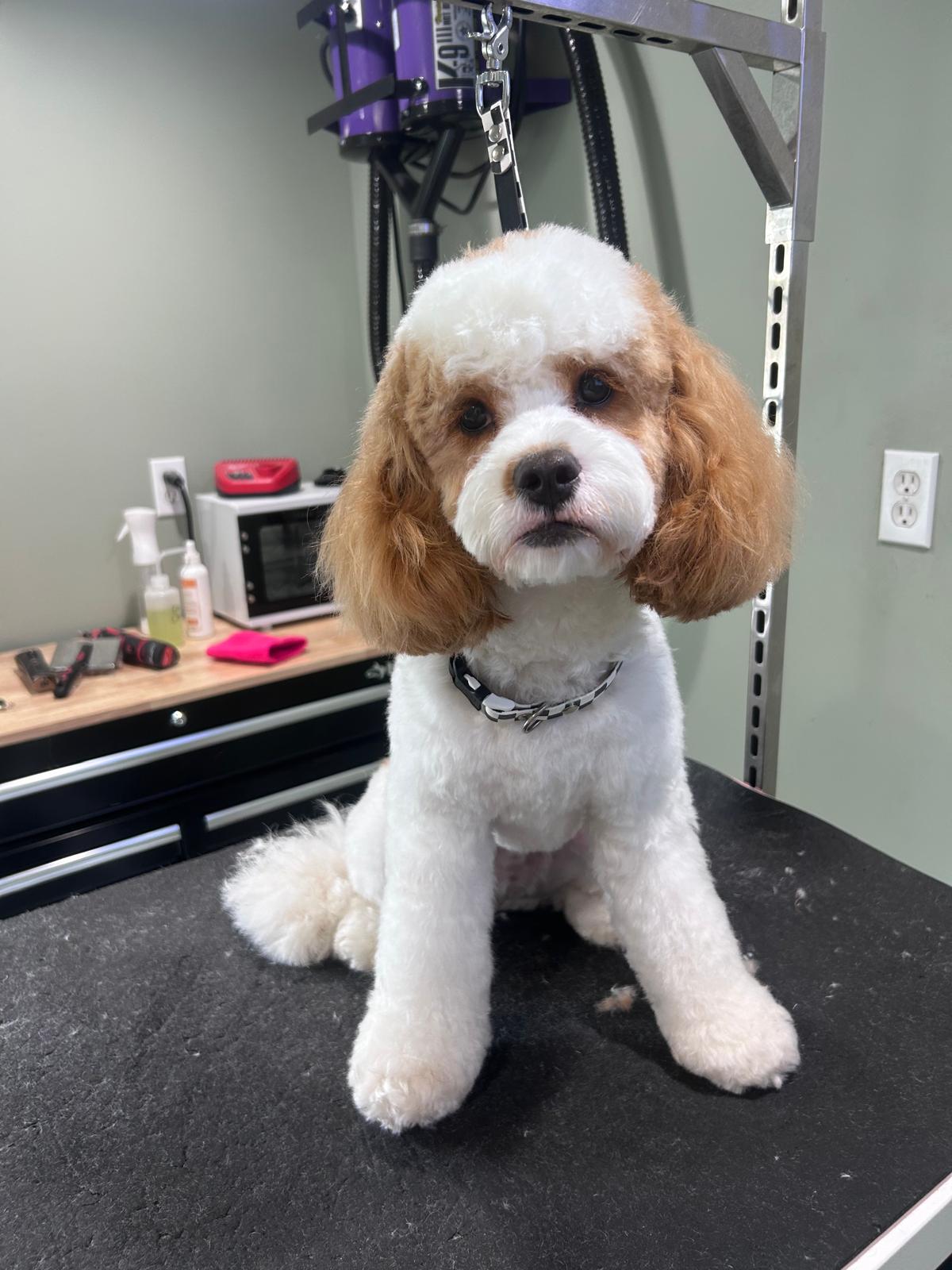 Cute dog with curly white and brown fur sitting on grooming table, grooming tools and equipment in background.