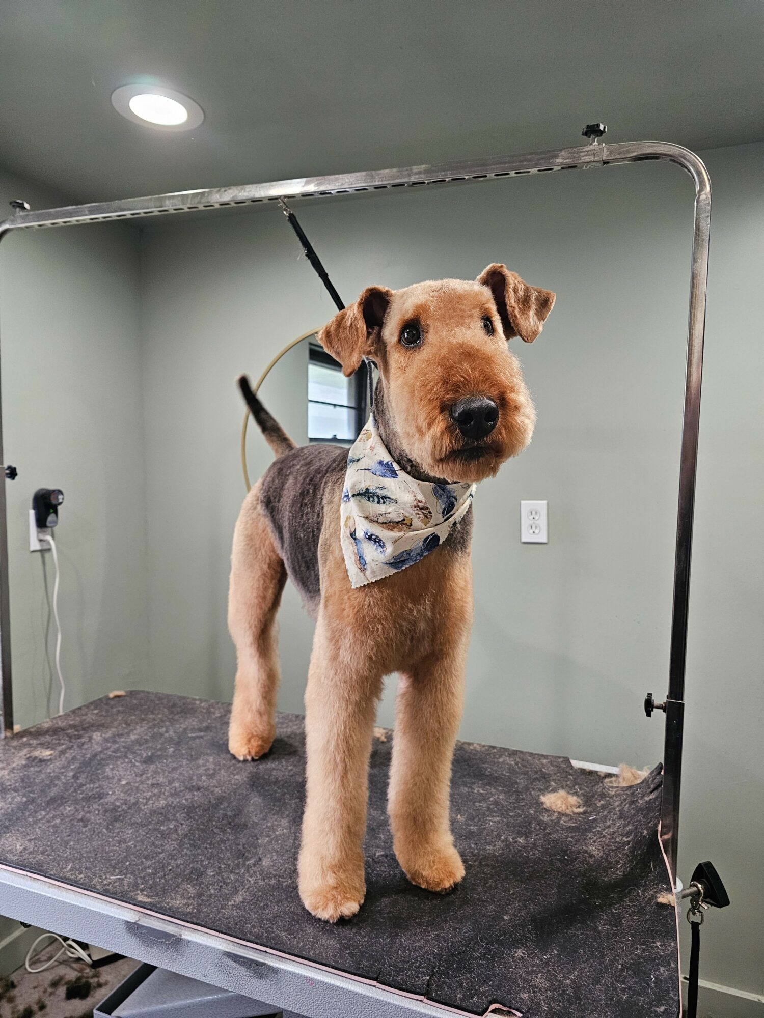 A dog with a bandana around its neck stands on a grooming table indoors, looking at the camera.